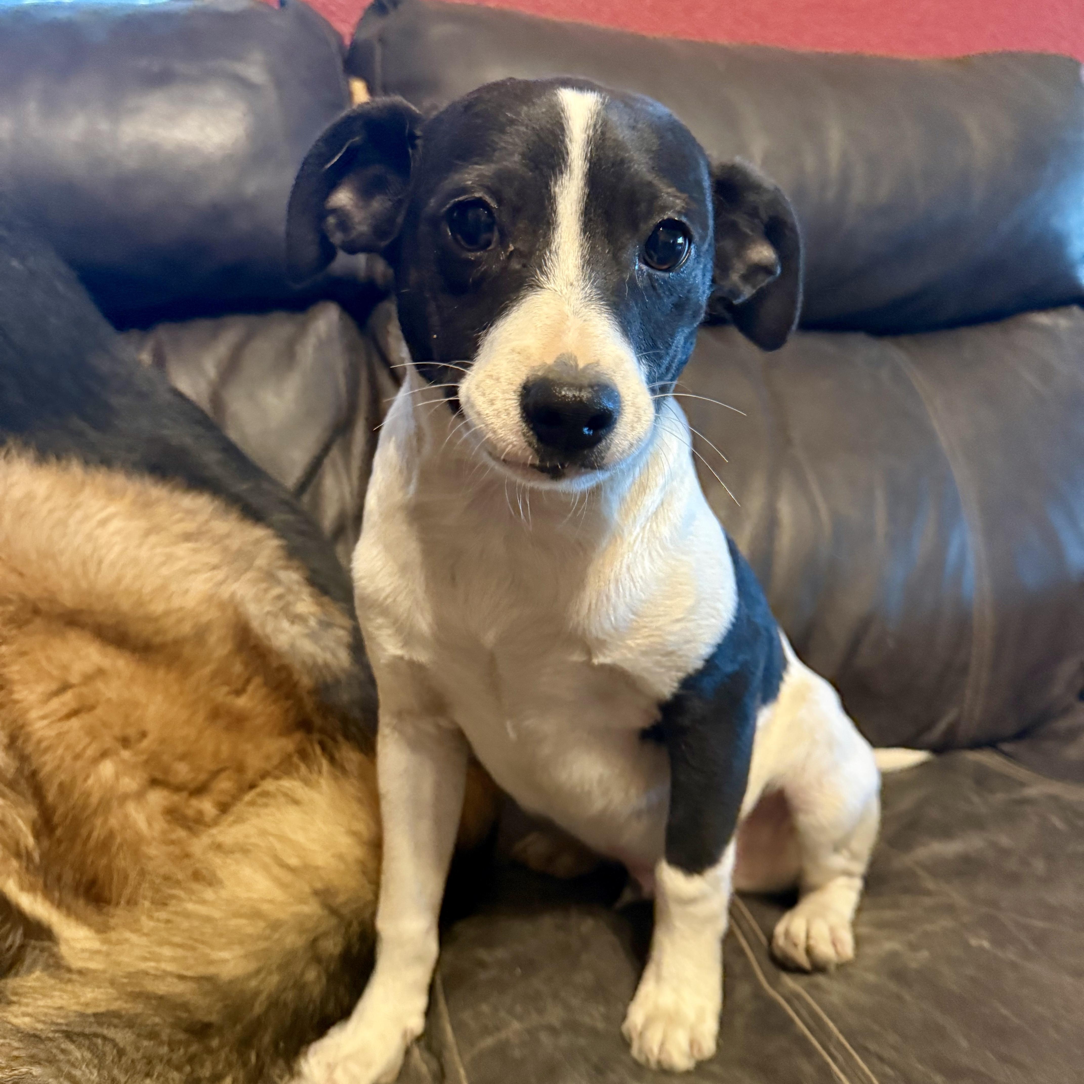 Valentine, a ADOPTABLE mixed breed in modesto, CA image 1/5