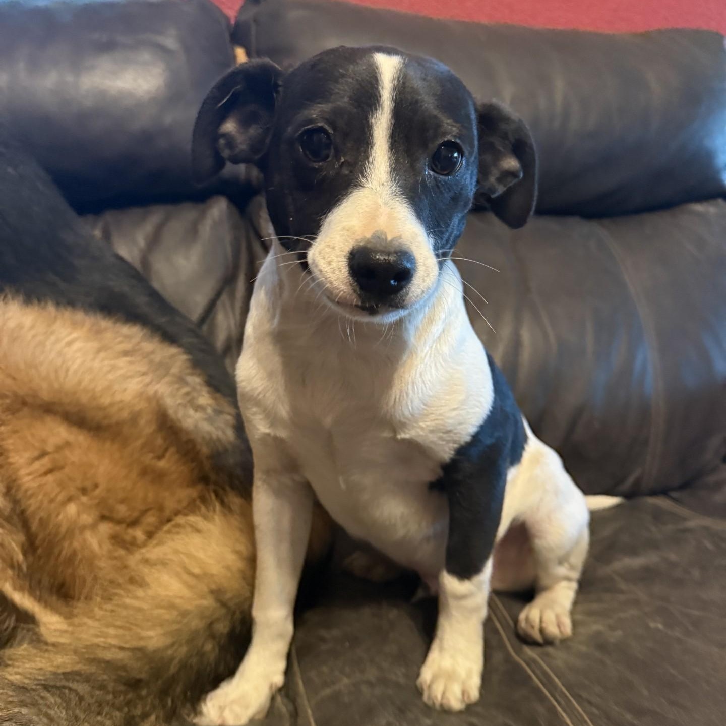 Valentine thumbnail 3