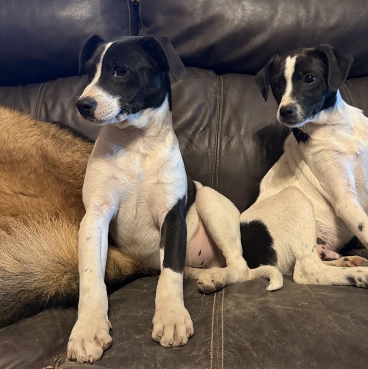 Valentine, a ADOPTABLE mixed breed in modesto, CA image 3/5