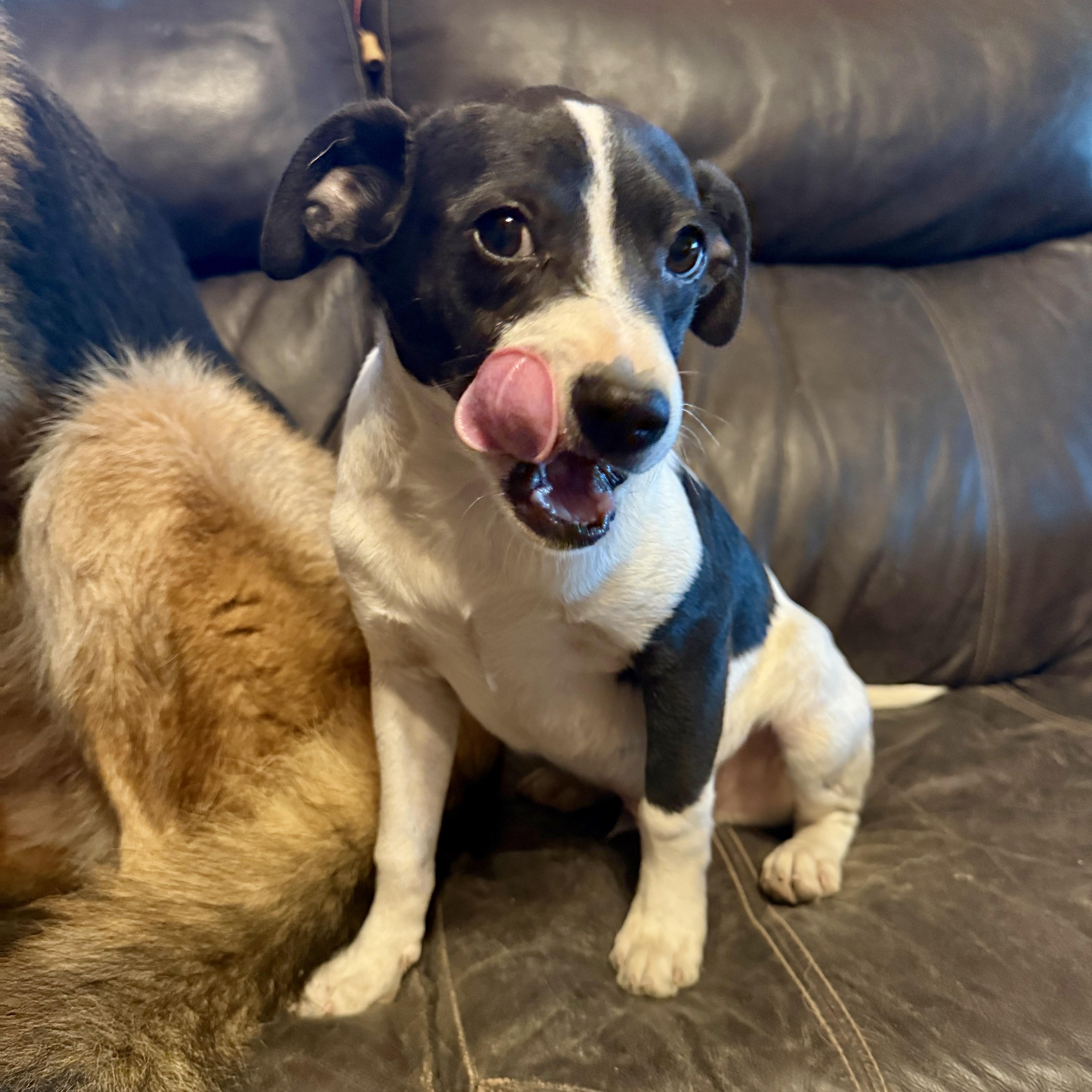 Valentine, a ADOPTABLE mixed breed in modesto, CA image 2/5