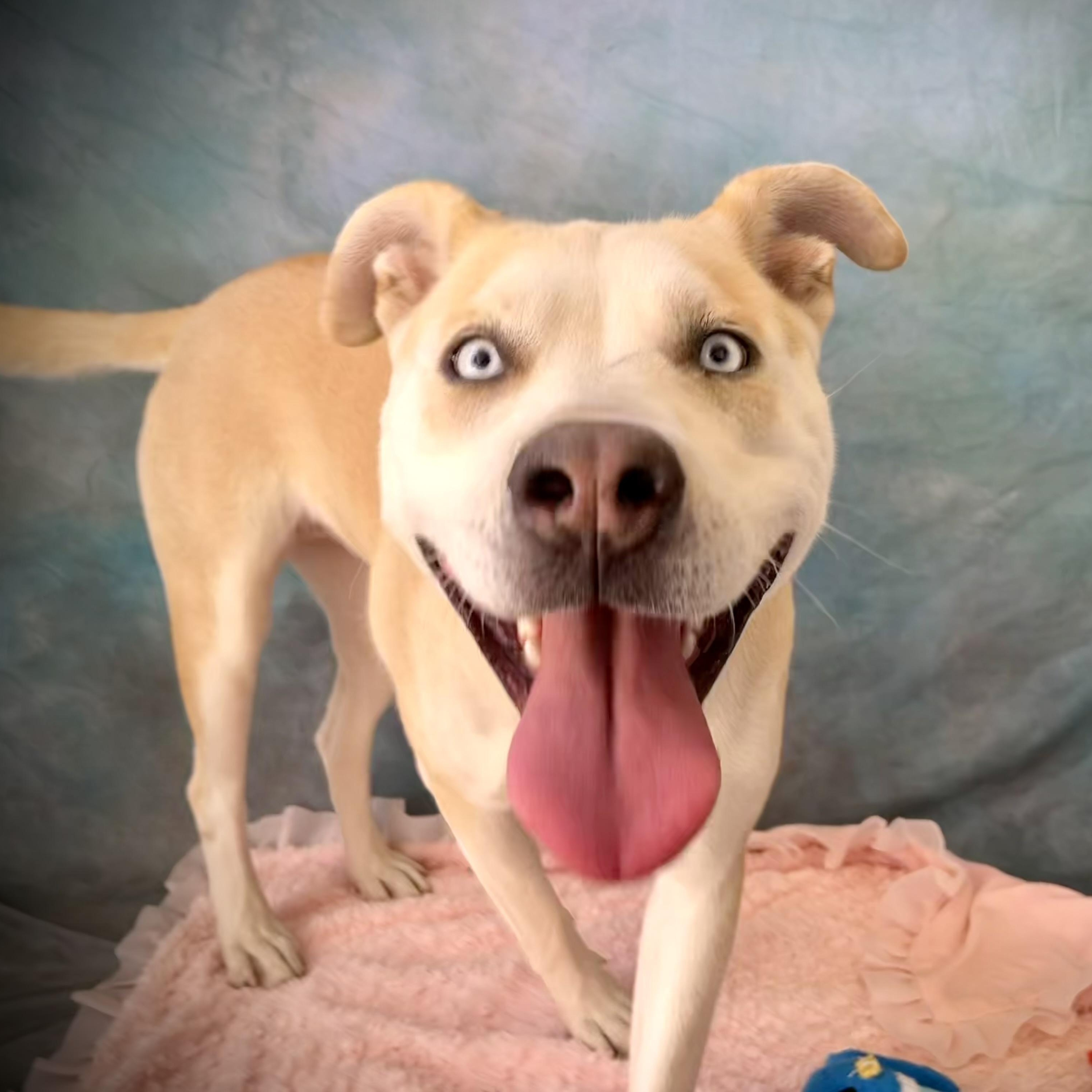Enlarge MILLIE, a Adoptable mixed breed in Salinas, CA image 3/6
