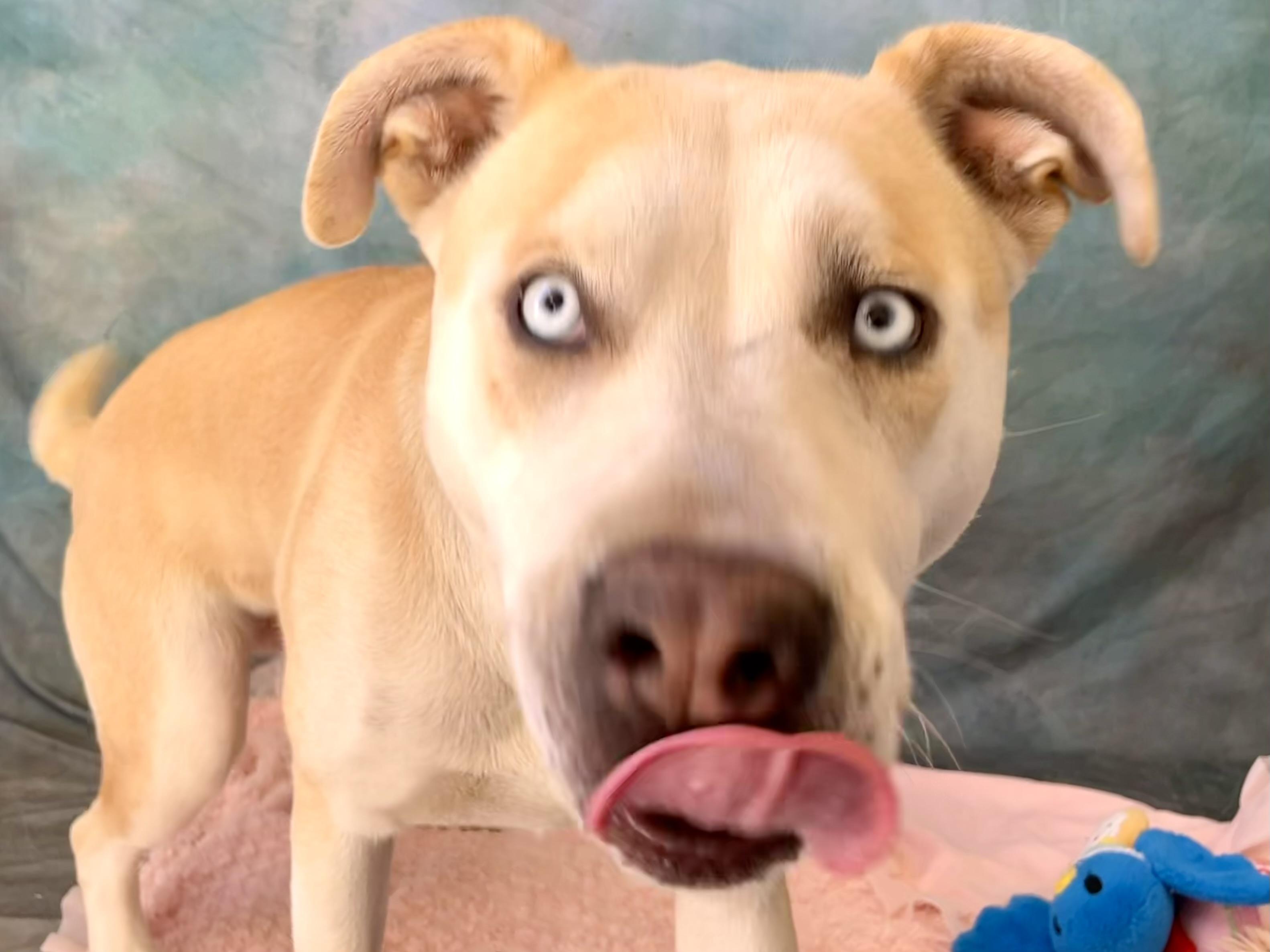 Enlarge MILLIE, a Adoptable mixed breed in Salinas, CA image 4/6