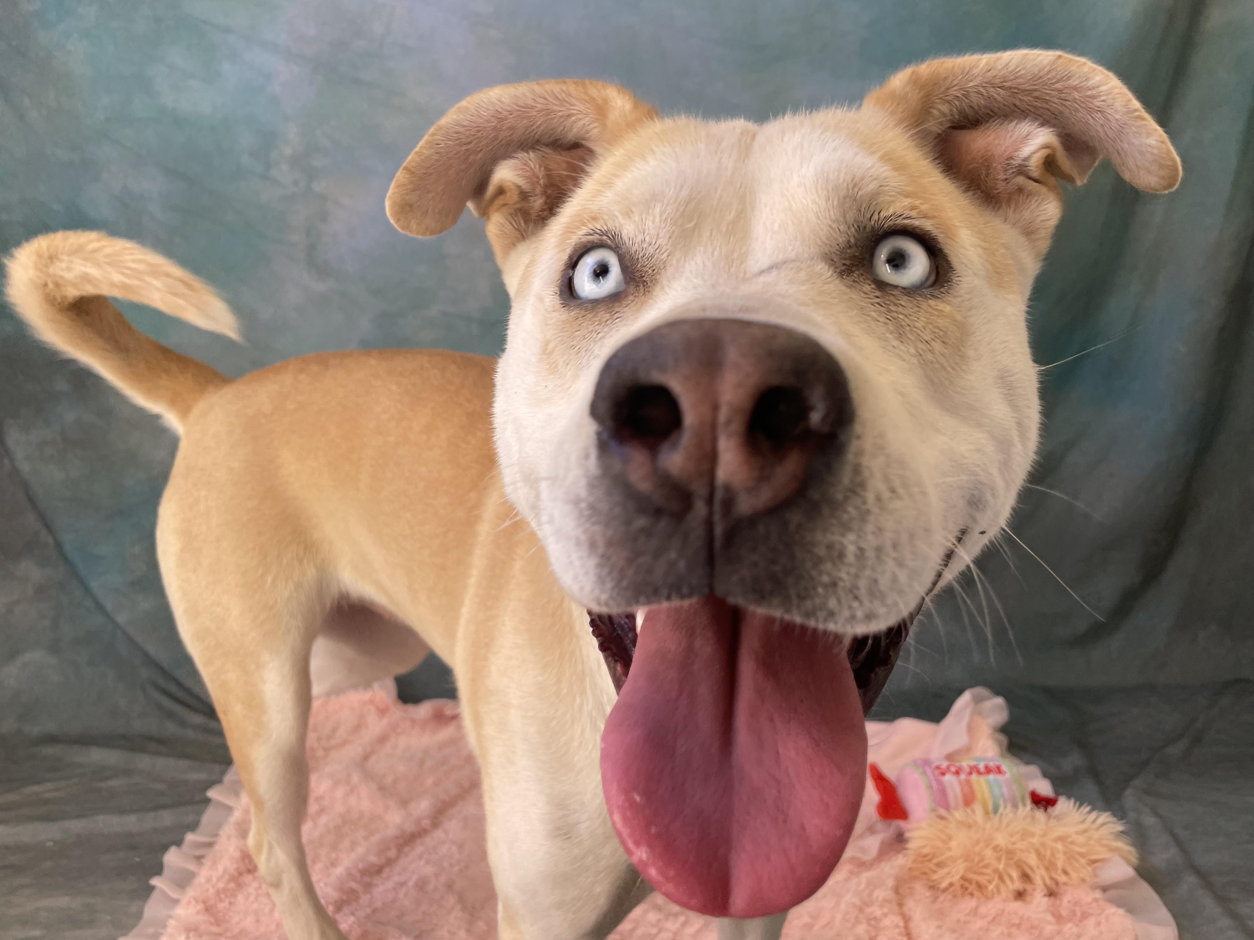 Enlarge MILLIE, a Adoptable mixed breed in Salinas, CA image 5/6