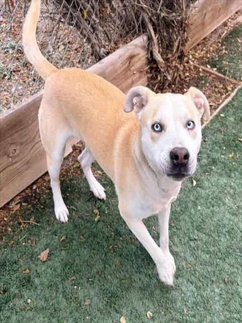 MILLIE, Adoptable, Young Female Siberian Husky & Pit Bull Terrier.