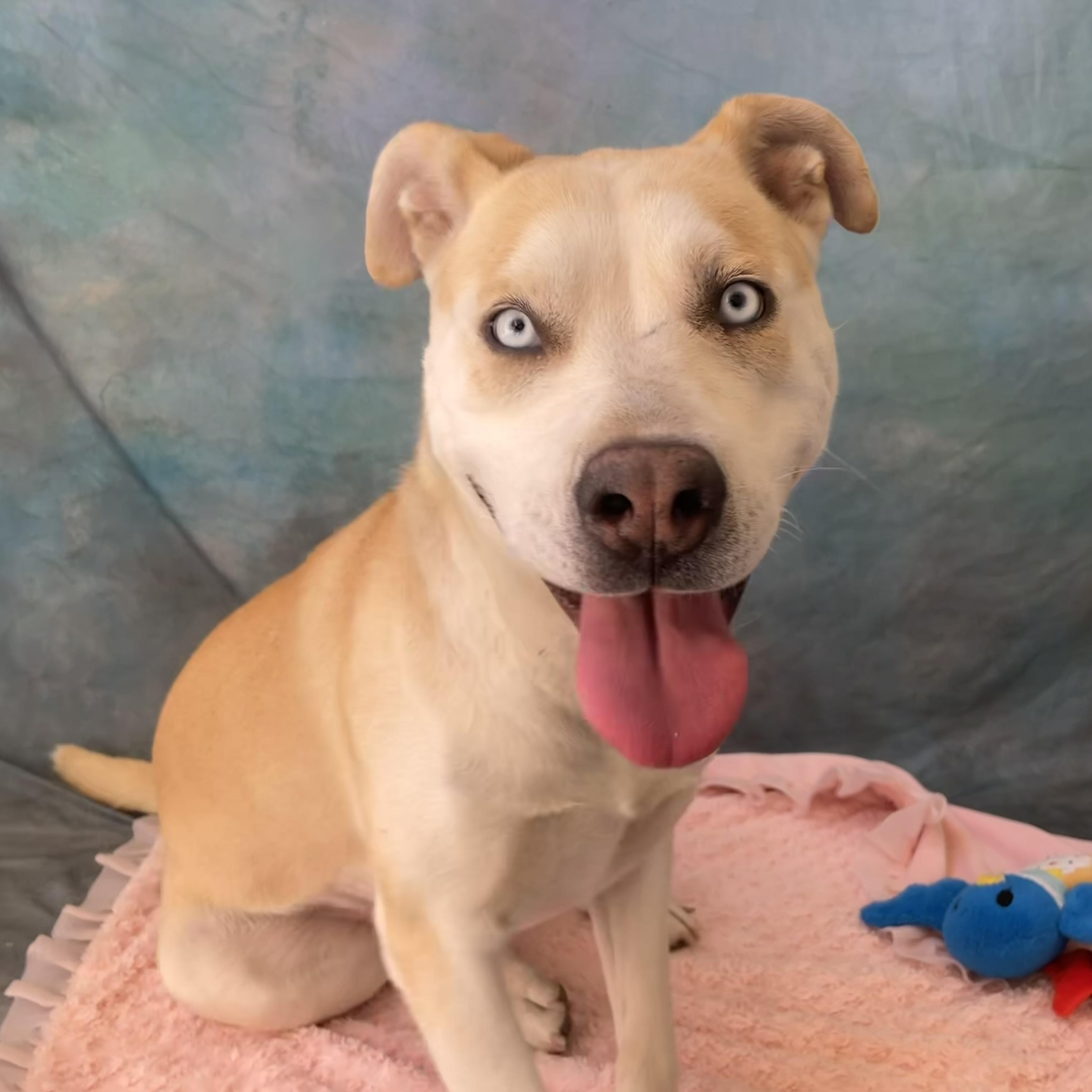 Enlarge MILLIE, a Adoptable mixed breed in Salinas, CA image 2/6