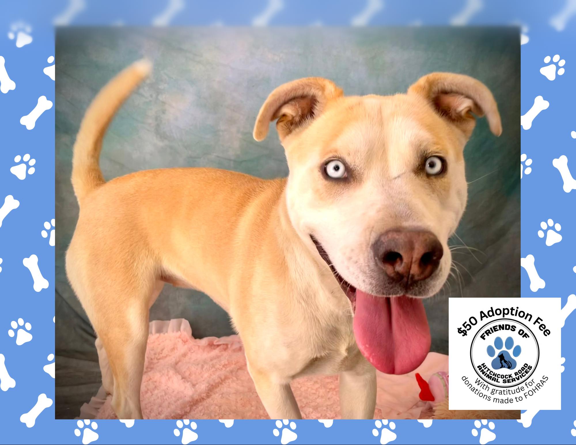 MILLIE, Adoptable, Young Female Siberian Husky & Pit Bull Terrier.