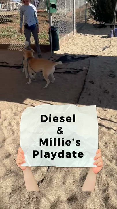 Enlarge MILLIE, a Adoptable mixed breed in Salinas, CA video 6/6