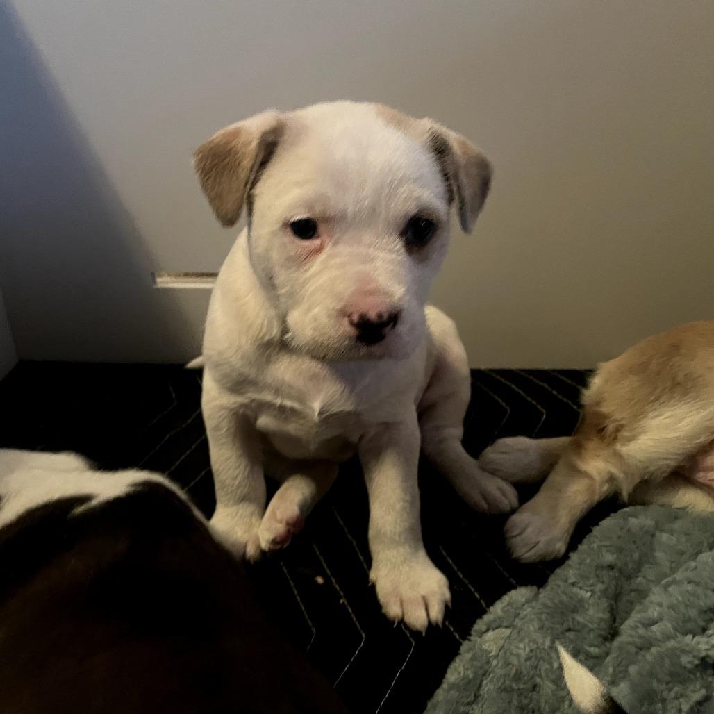 Enlarge Mila, a Adoptable mixed breed in Tacoma, WA image 1/1