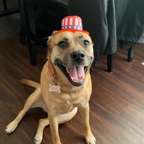 Enlarge Rosie, a Adoptable mixed breed in Biloxi, MS image 1/1