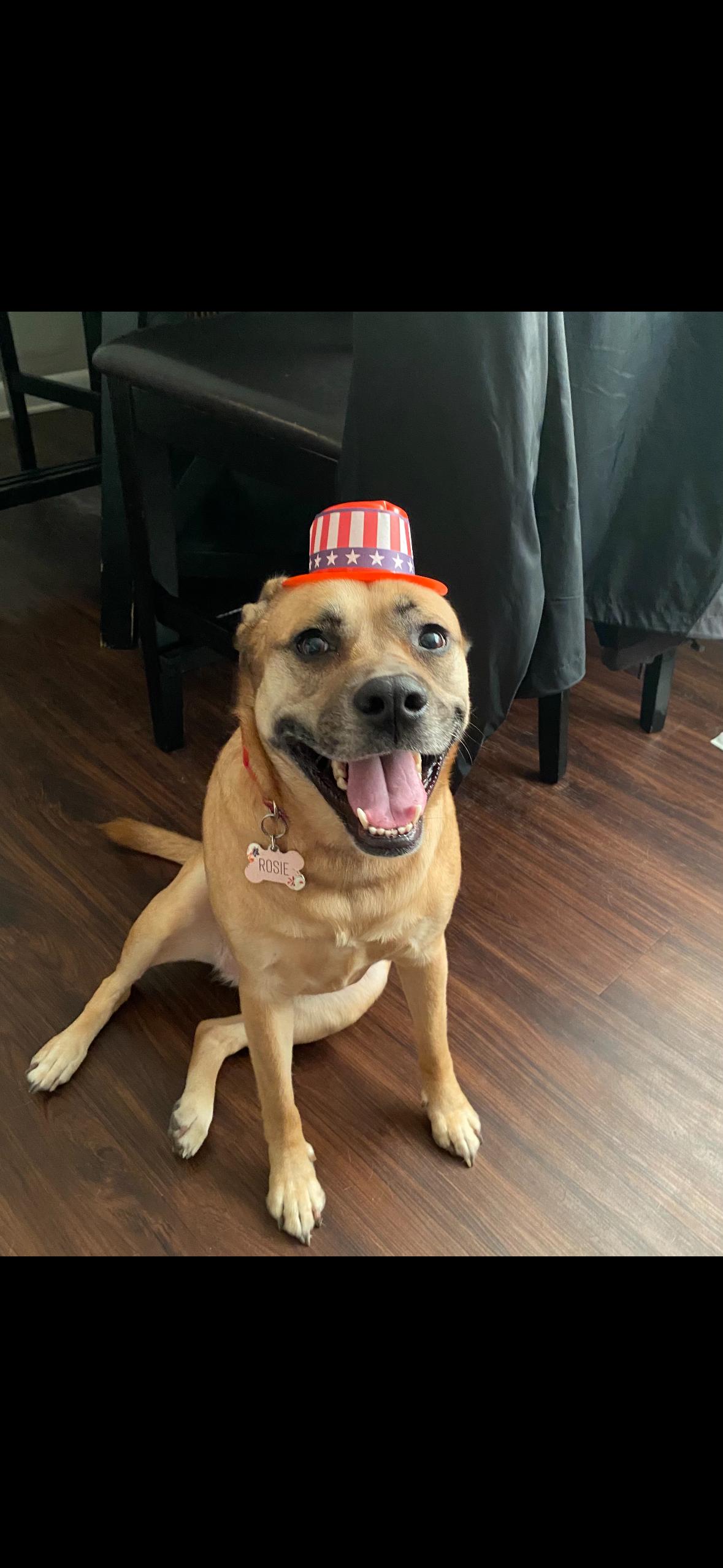 Rosie, Adoptable, Adult Female Black Mouth Cur & Mixed Breed.