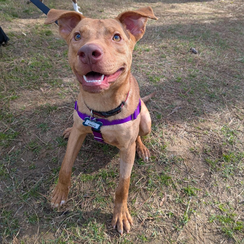 Knox, Adoptable, Young Male Terrier.