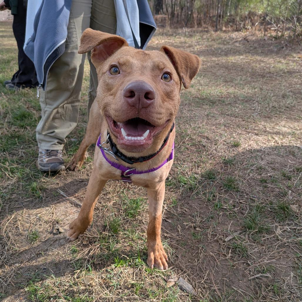 Enlarge Knox, a Adoptable Terrier in Wake Forest, NC image 2/6