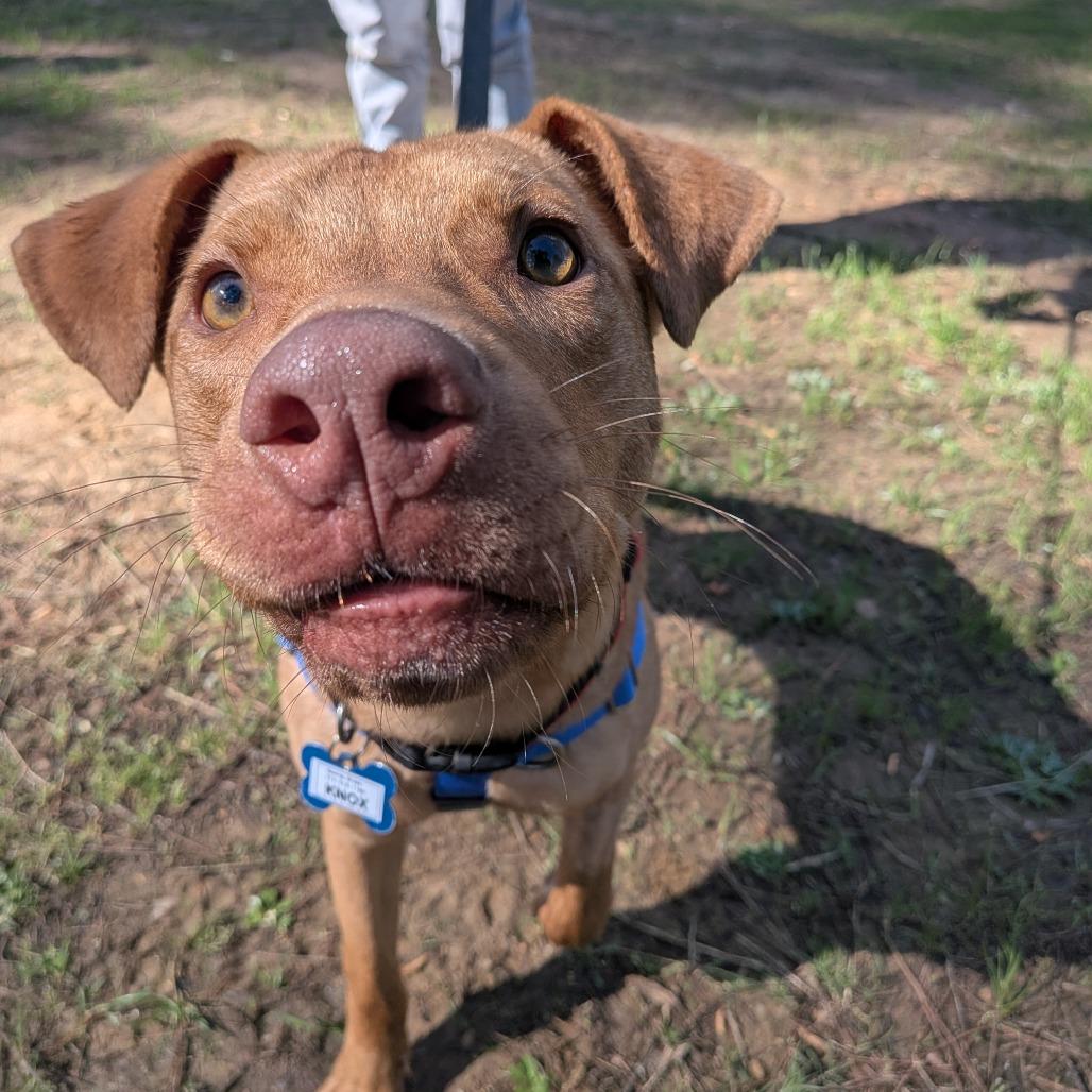 Enlarge Knox, a Adoptable Terrier in Wake Forest, NC image 3/6