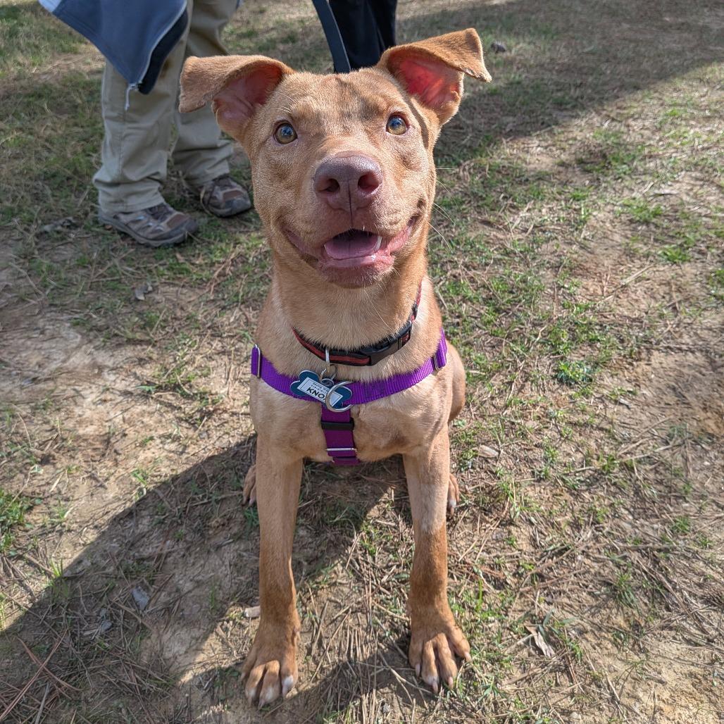 Enlarge Knox, a Adoptable Terrier in Wake Forest, NC image 4/6