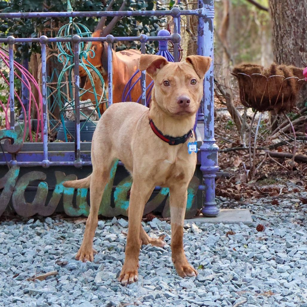 Enlarge Knox, a Adoptable Terrier in Wake Forest, NC image 5/6