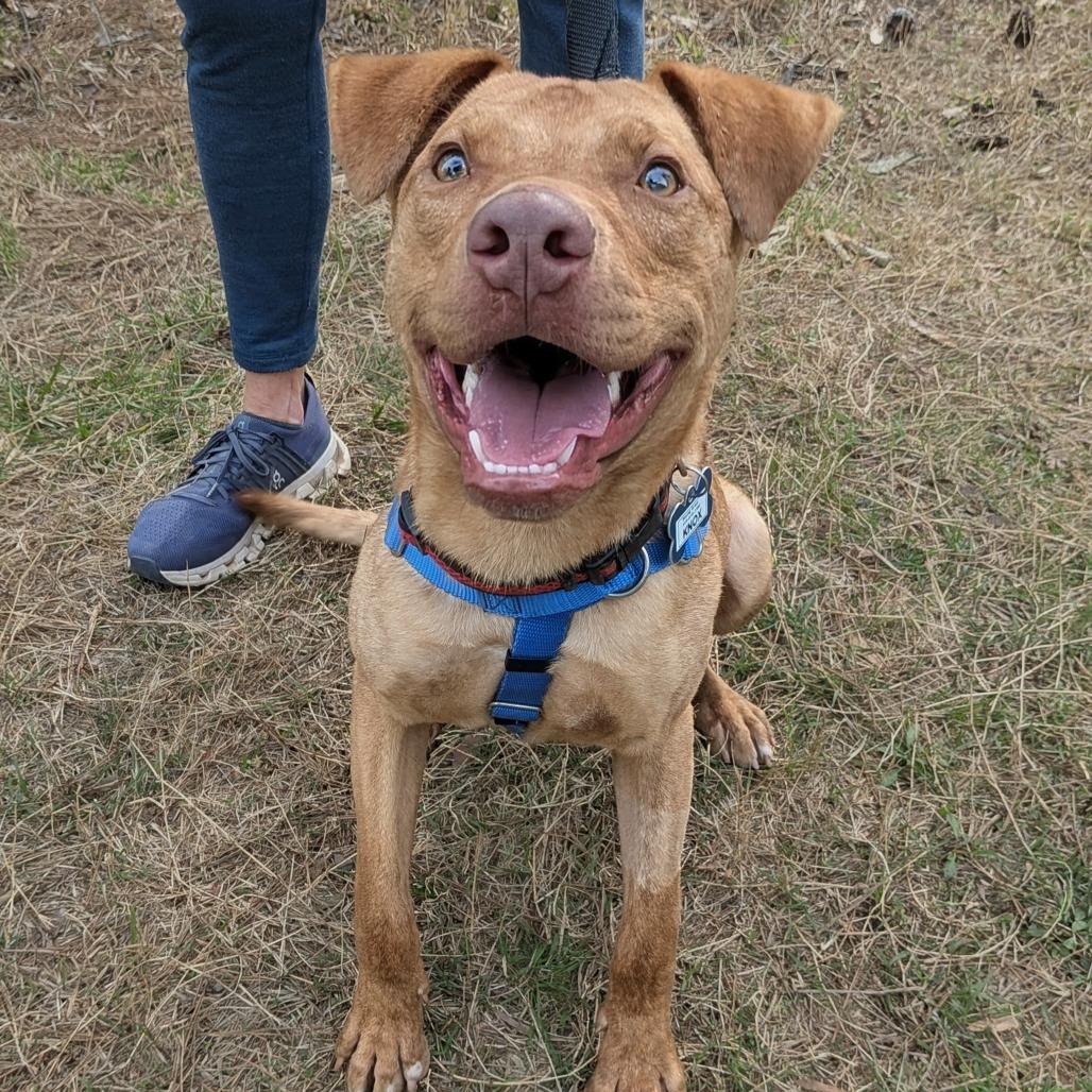 Enlarge Knox, a Adoptable Terrier in Wake Forest, NC image 6/6