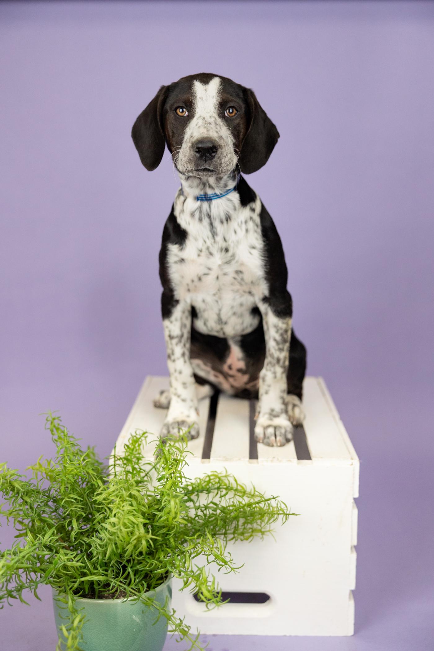 394-26, adopted, Young Female Hound.