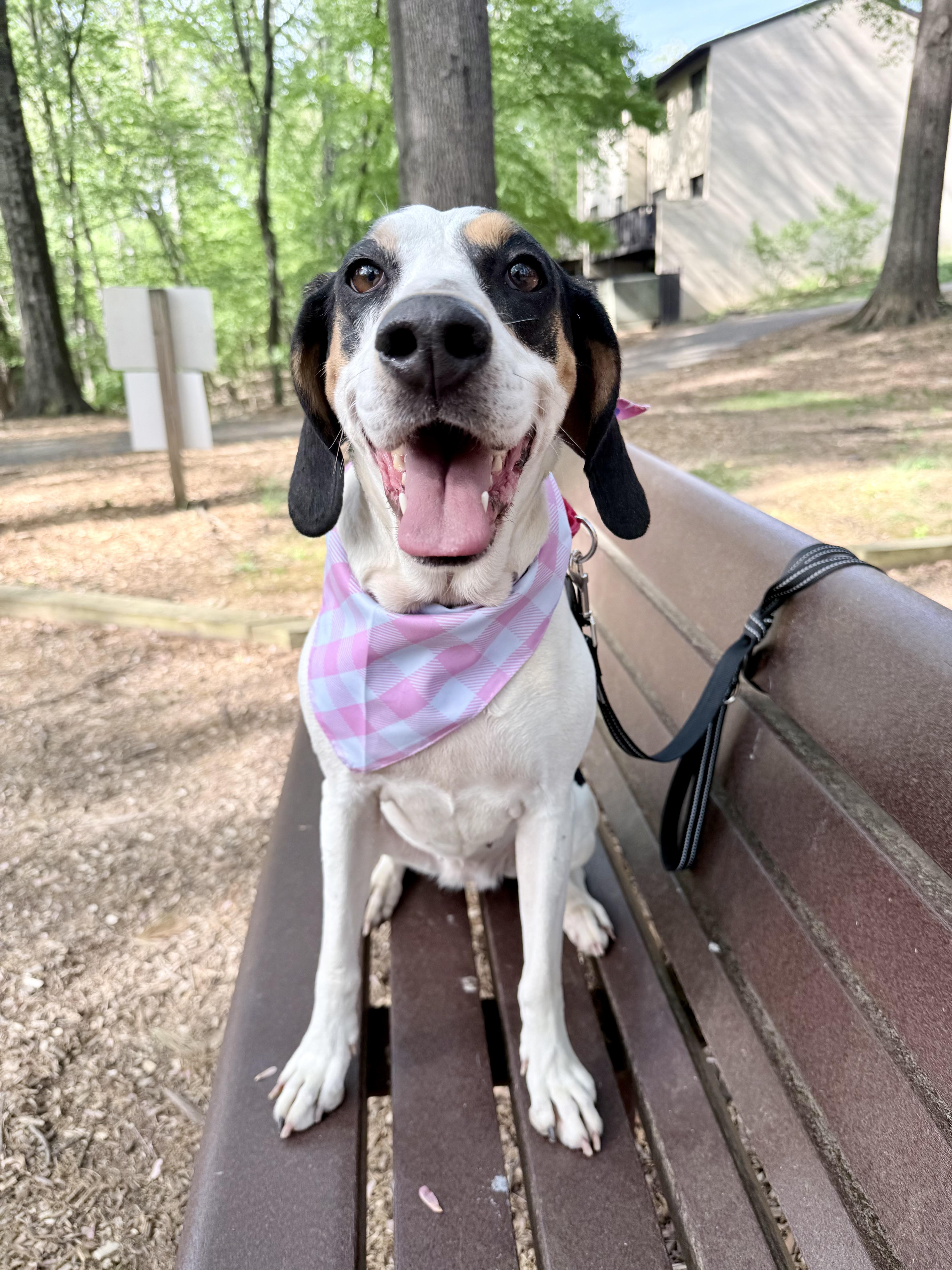 Oakley , ADOPTABLE, Adult Female Treeing Walker Coonhound.