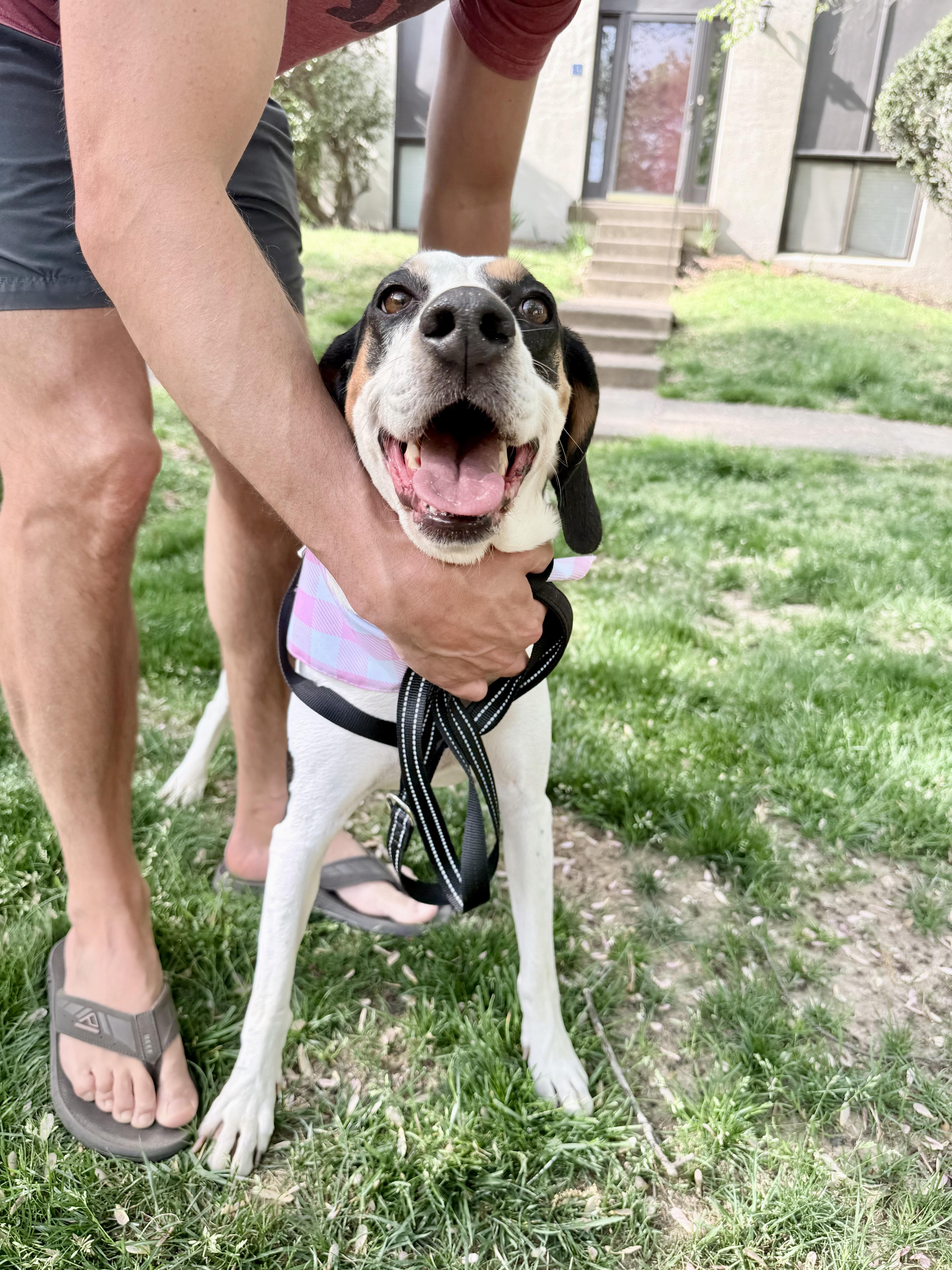 Enlarge Oakley , a ADOPTABLE Treeing Walker Coonhound in Fairfax, VA image 4/4