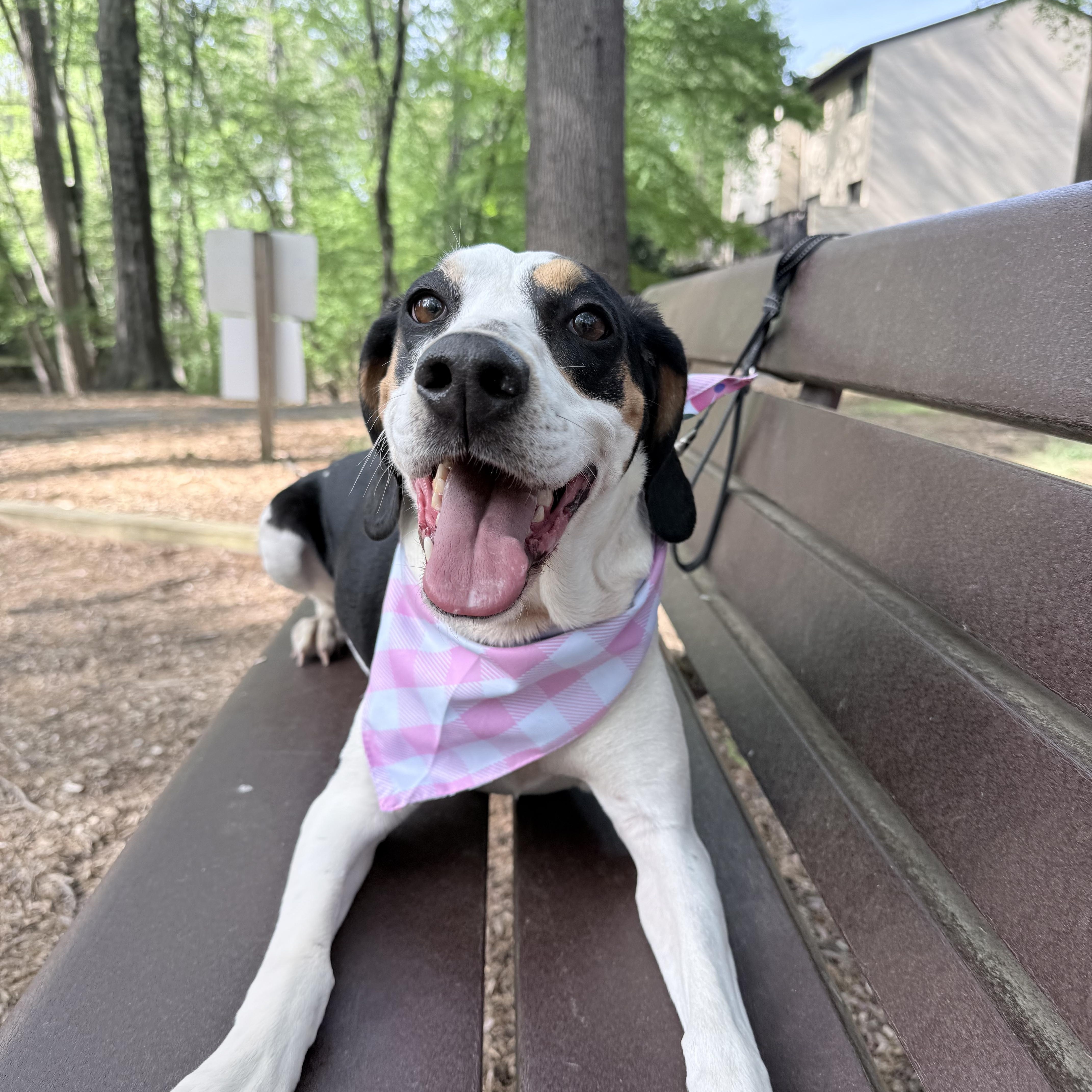 Enlarge Oakley , a ADOPTABLE Treeing Walker Coonhound in Fairfax, VA image 3/4