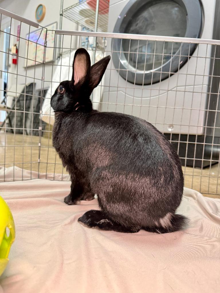 Portia, a Adoptable New Zealand in Pflugerville, TX image 1/6