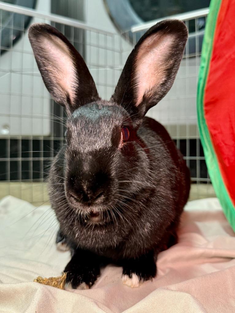 Portia, a Adoptable New Zealand in Pflugerville, TX image 2/6