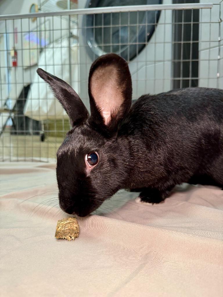 Portia, a Adoptable New Zealand in Pflugerville, TX image 3/6