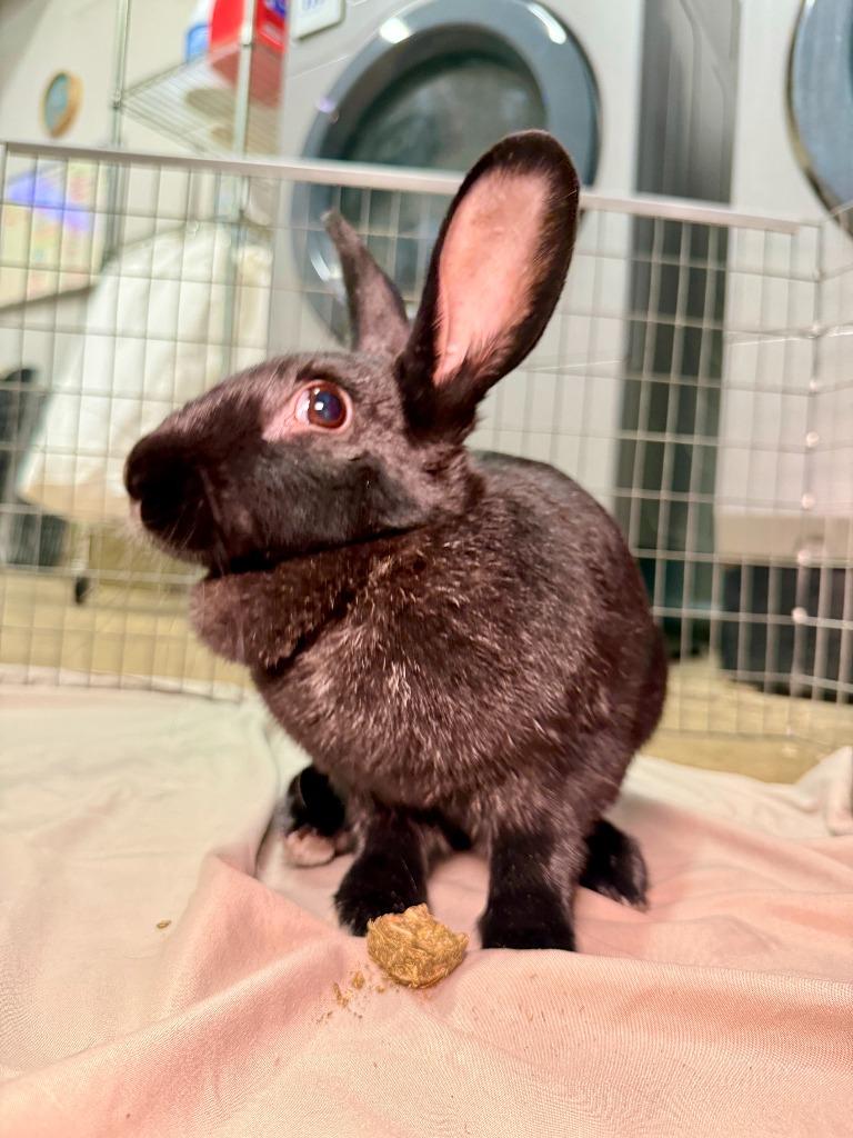 Portia, a Adoptable New Zealand in Pflugerville, TX image 4/6