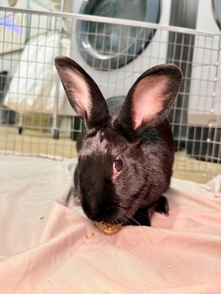 Portia, a Adoptable New Zealand in Pflugerville, TX image 6/6