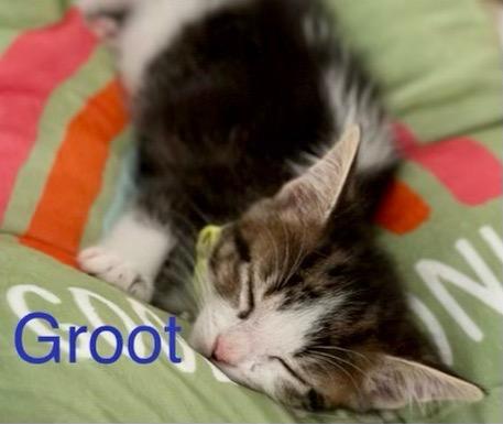 Enlarge Groot, a Adoptable mixed breed in Leonardtown, MD image 1/2