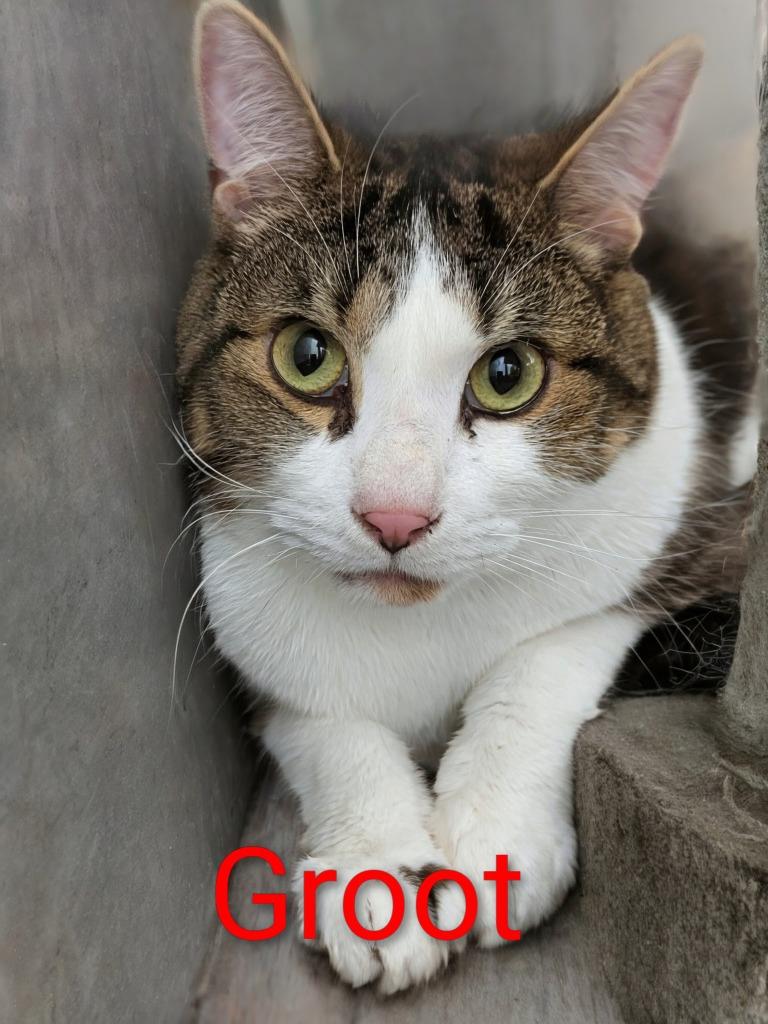 Enlarge Groot, a Adoptable mixed breed in Leonardtown, MD image 2/2