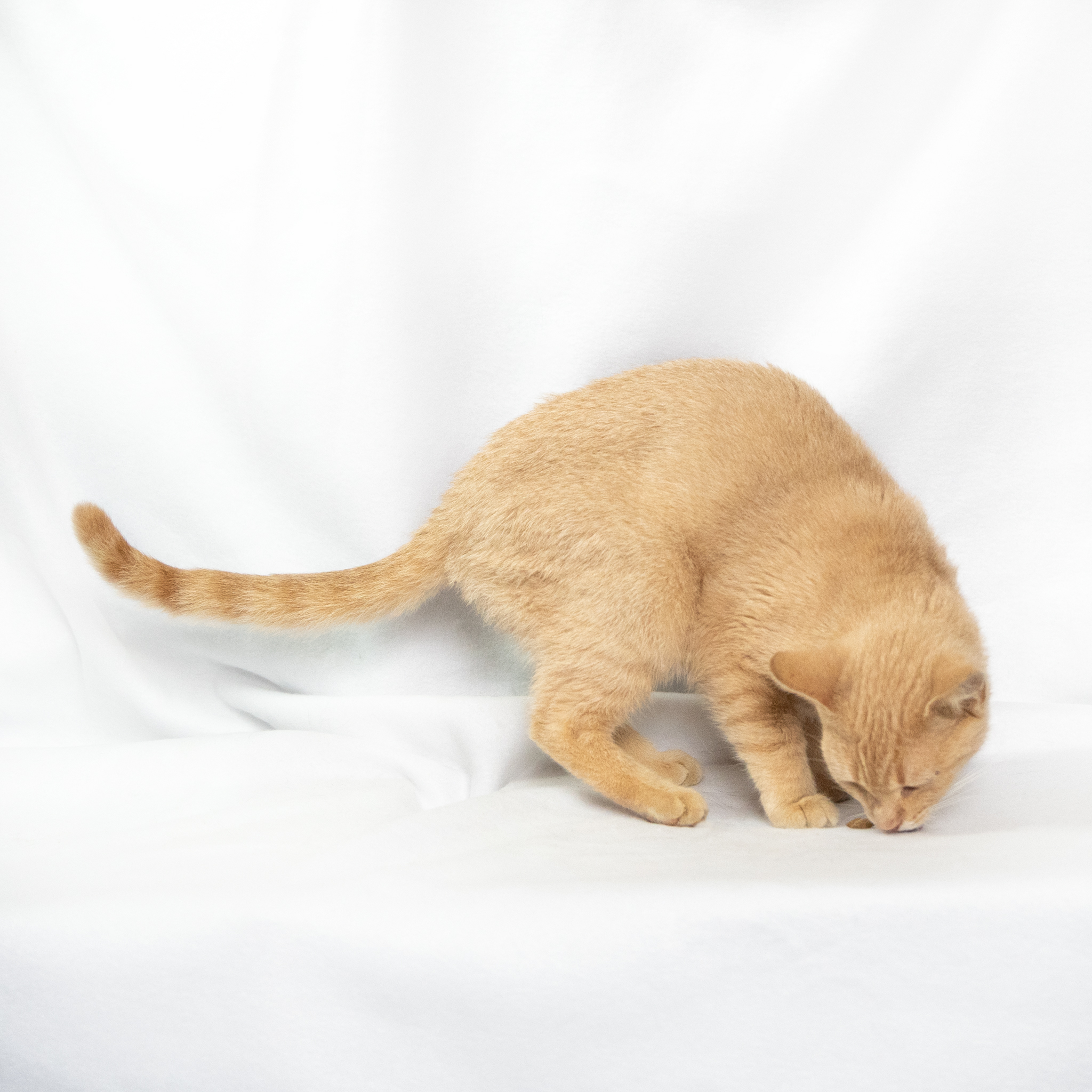 Ginger, a Adoptable Domestic Short Hair in Manchester, MI image 1/6