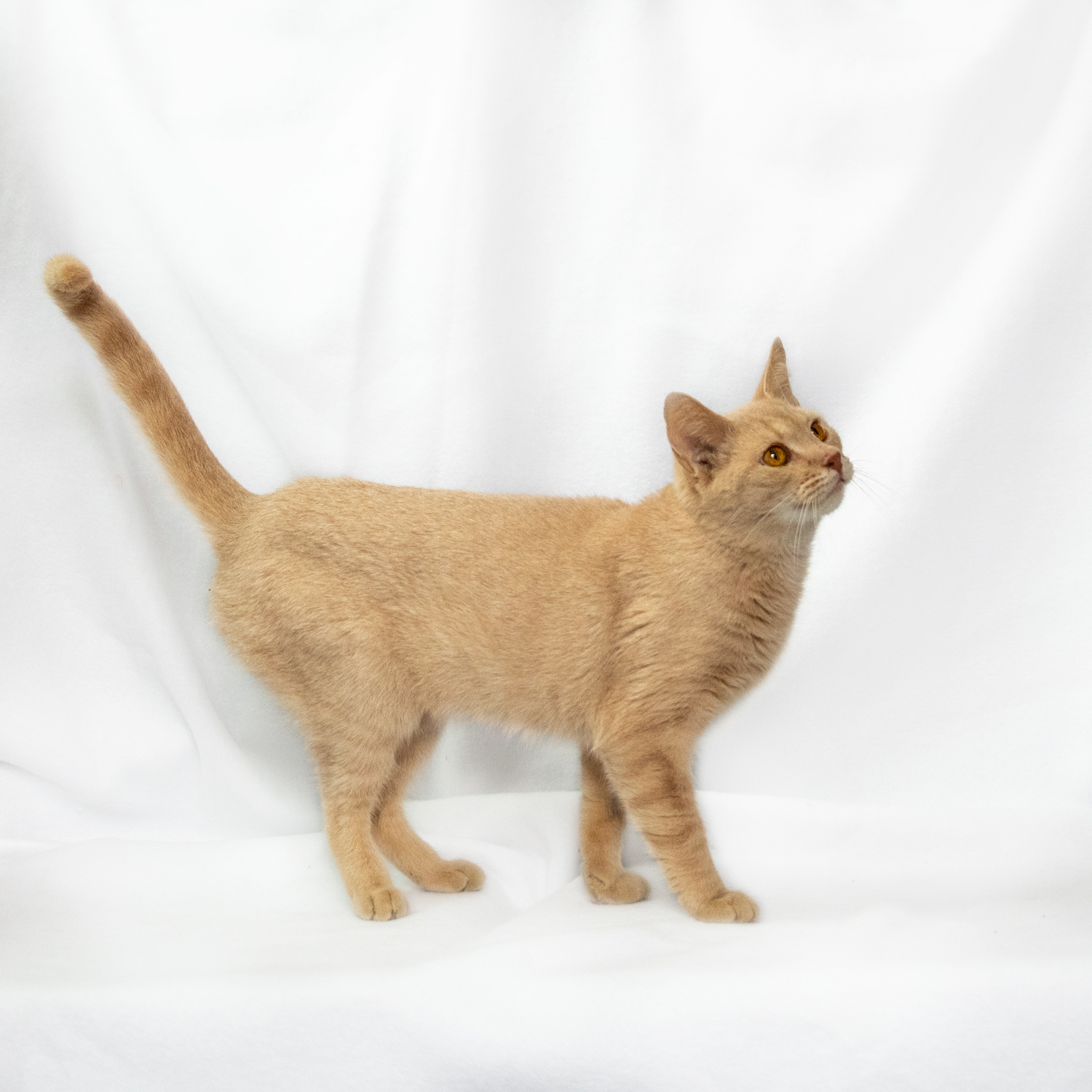 Ginger, a Adoptable Domestic Short Hair in Manchester, MI image 2/6