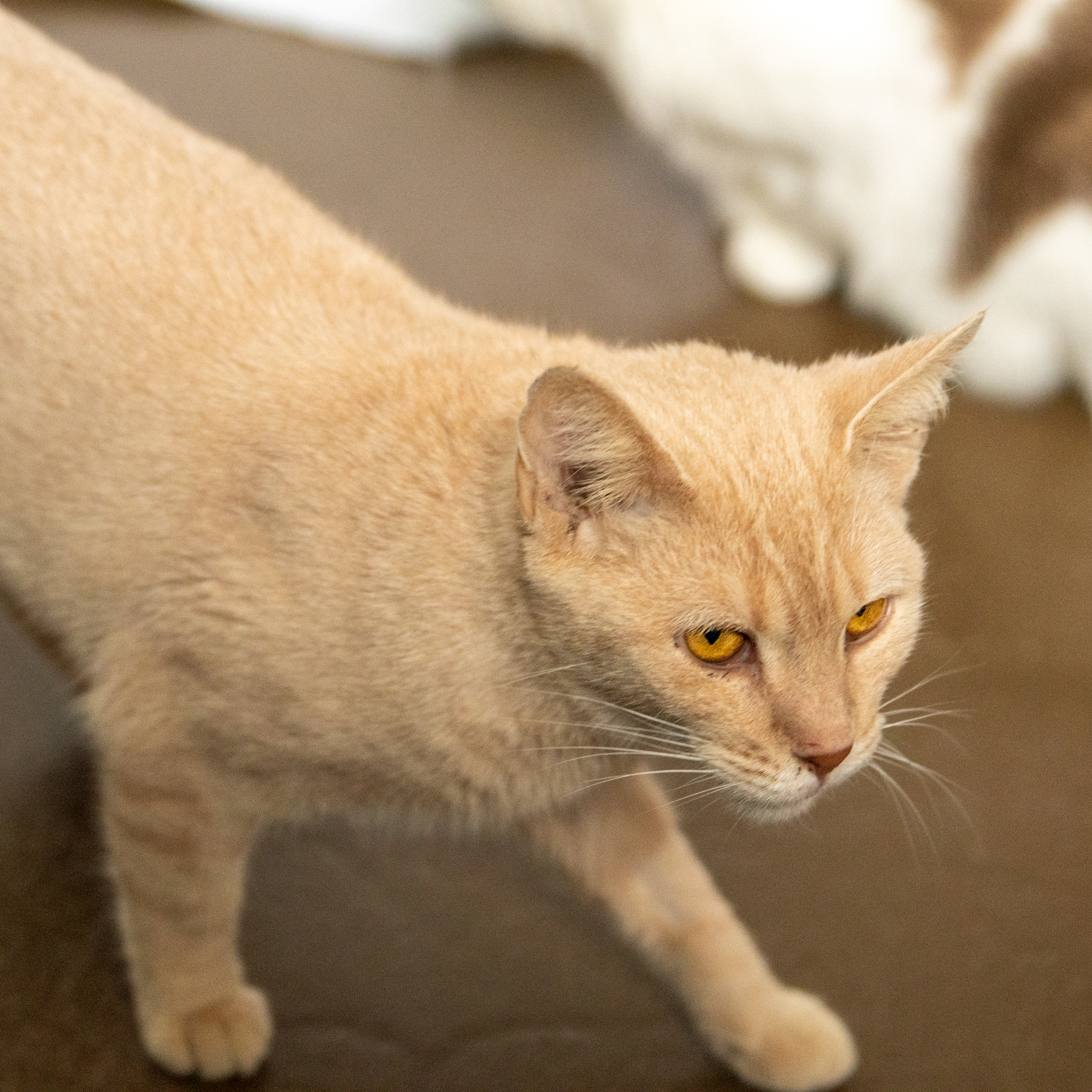 Ginger, a Adoptable Domestic Short Hair in Manchester, MI image 3/6