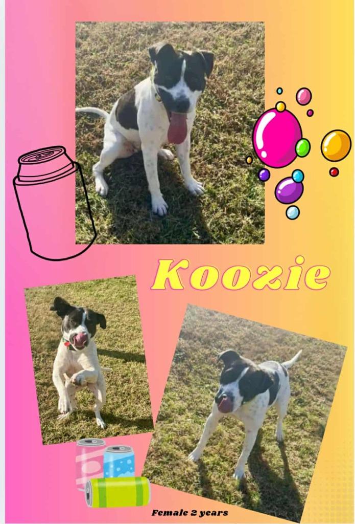 Enlarge Koozie, a Adoptable mixed breed in Blountville, TN image 1/1