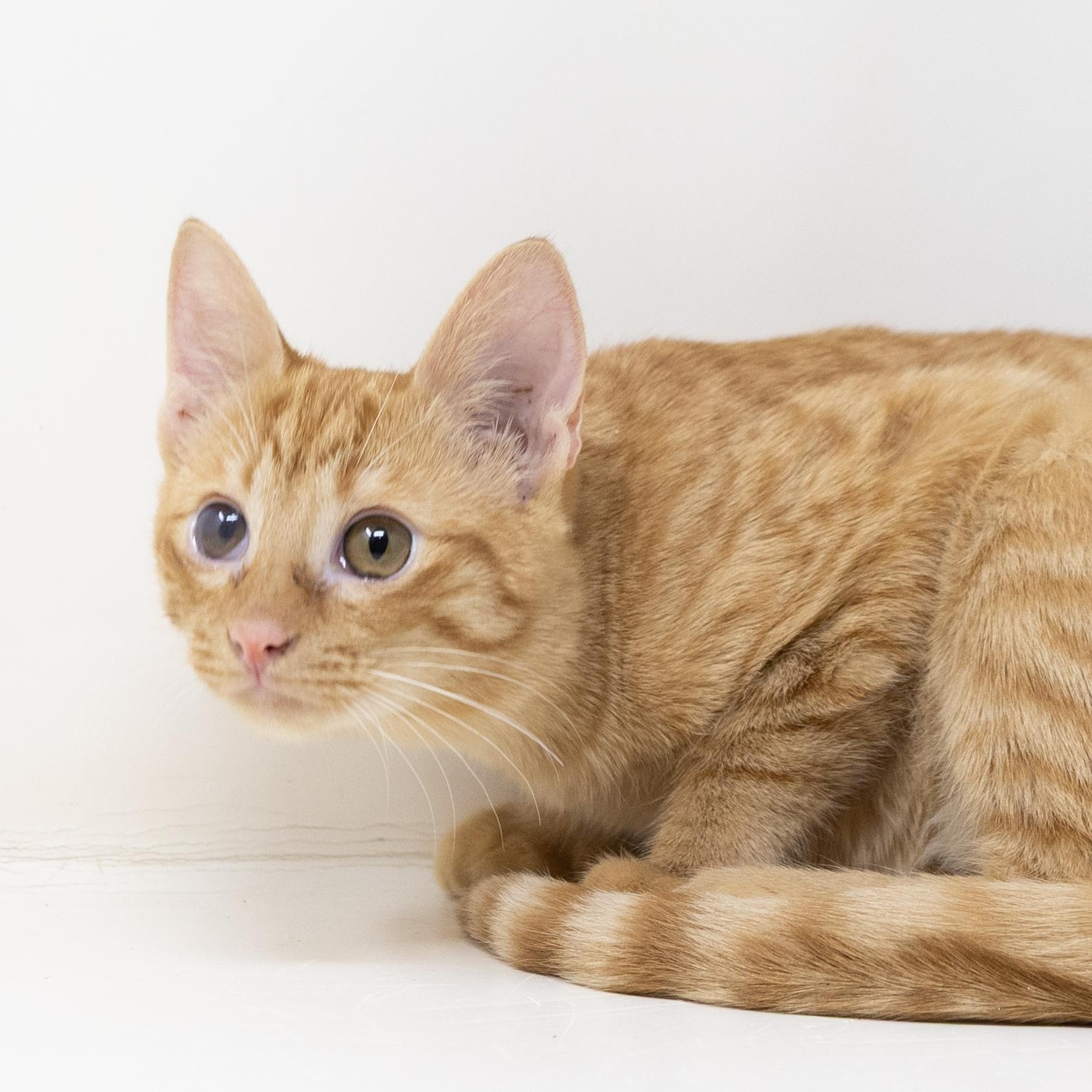 Spider, a Adoptable Tabby in Justin, TX image 5/5