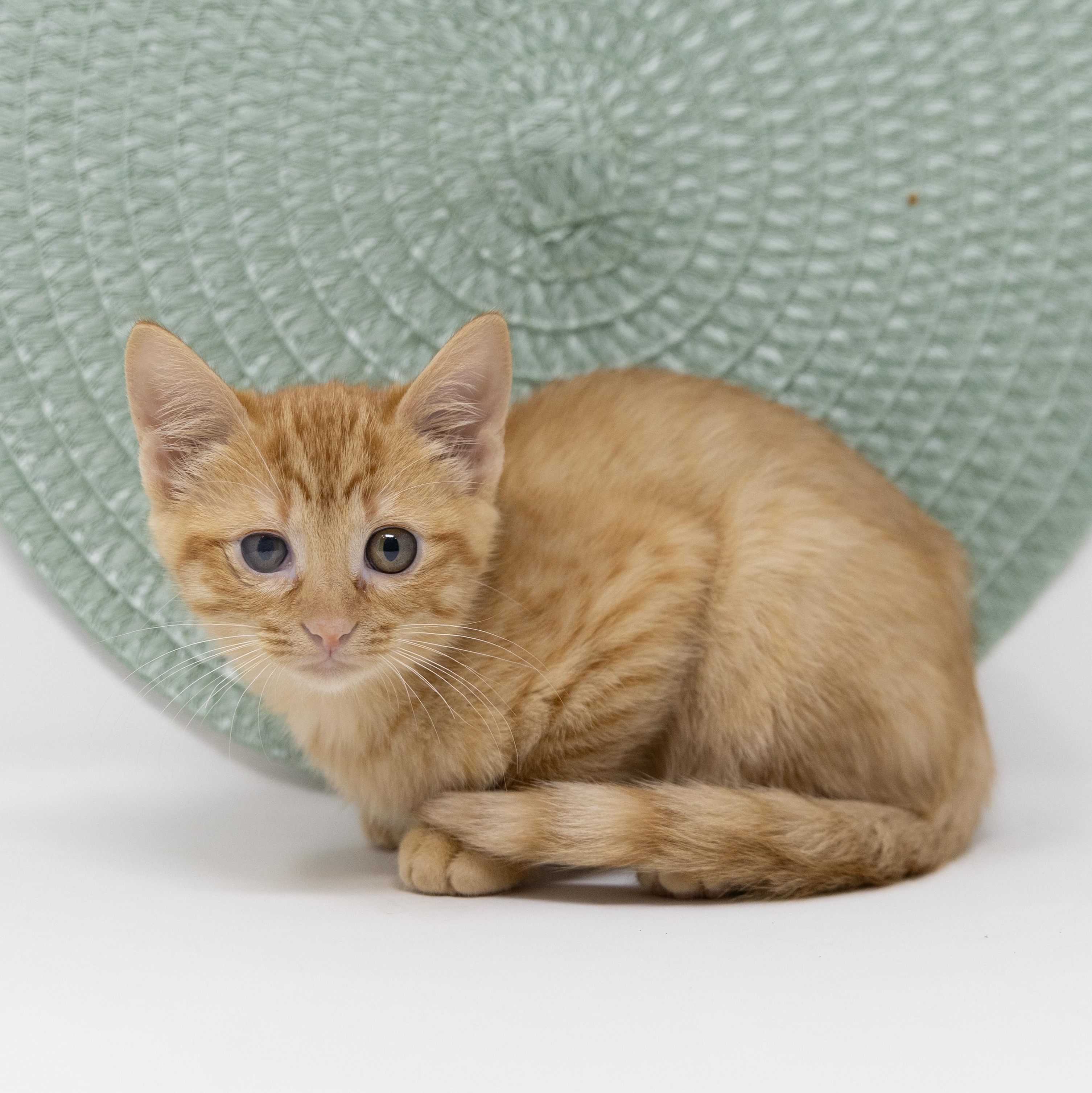Spider, Adoptable, Kitten Female Tabby.