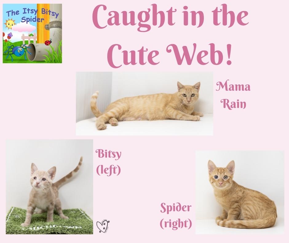 Spider, a Adoptable Tabby in Justin, TX image 4/5