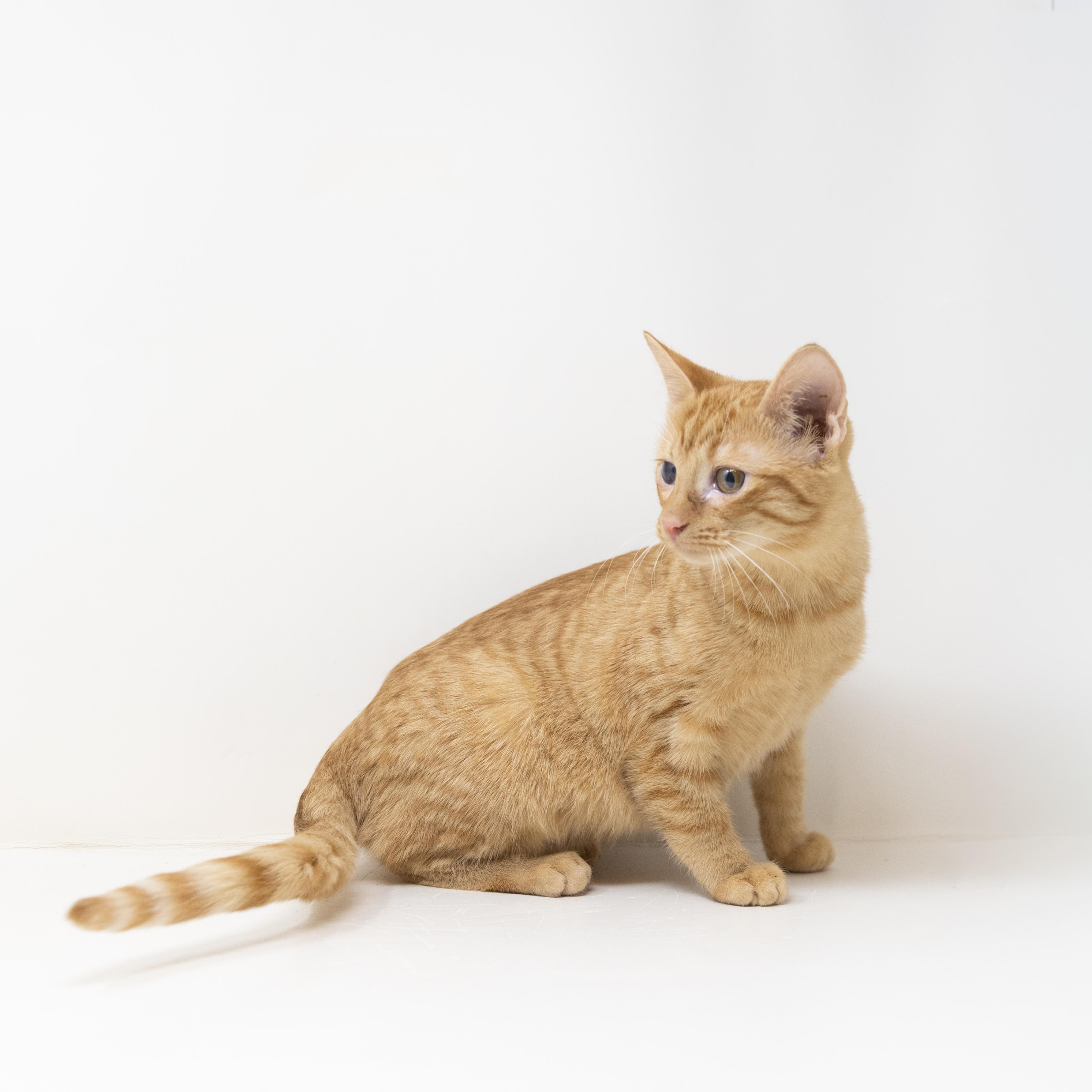 Spider, a Adoptable Tabby in Justin, TX image 3/5