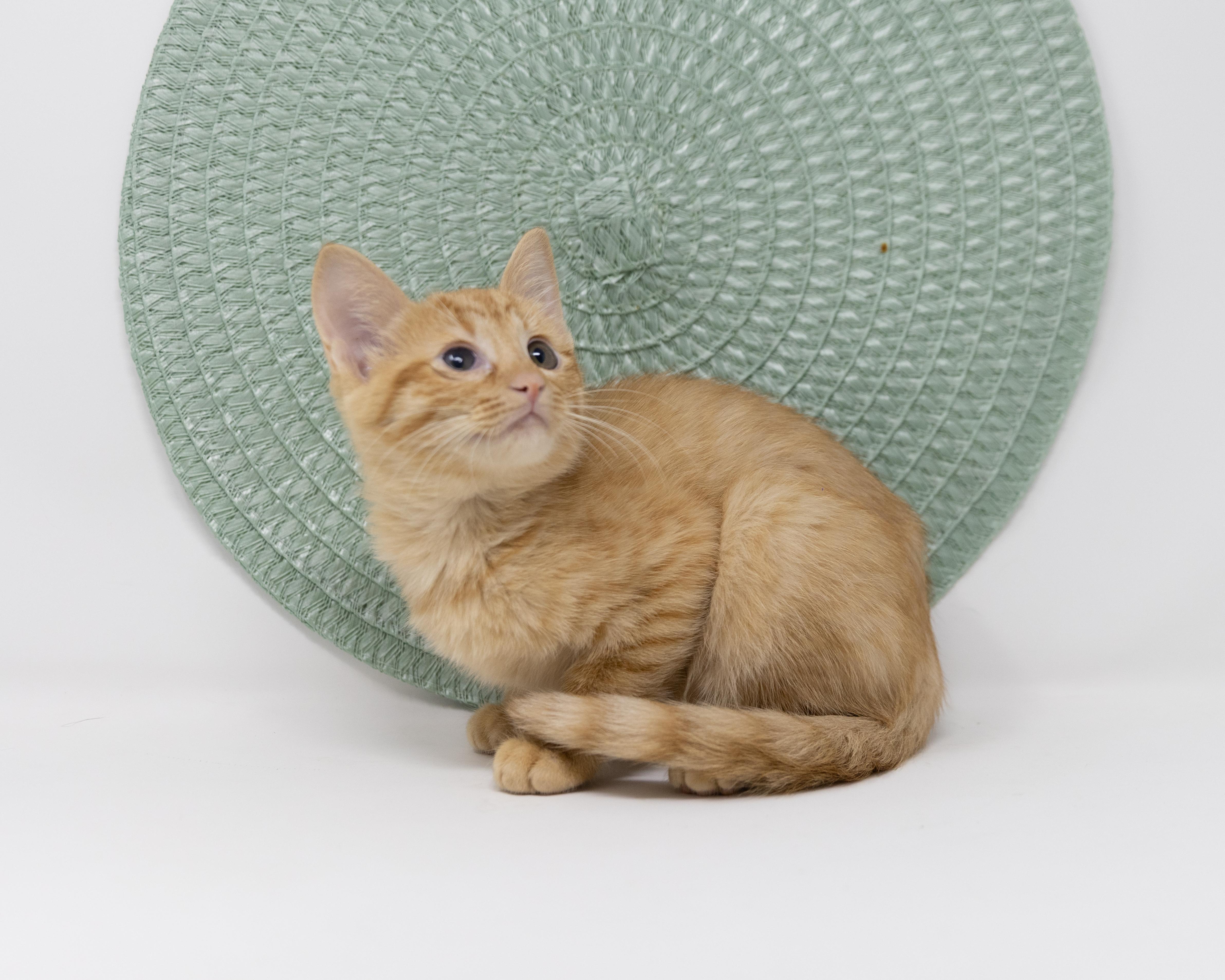 Enlarge Spider, a Adoptable Tabby in Justin, TX image 3/6