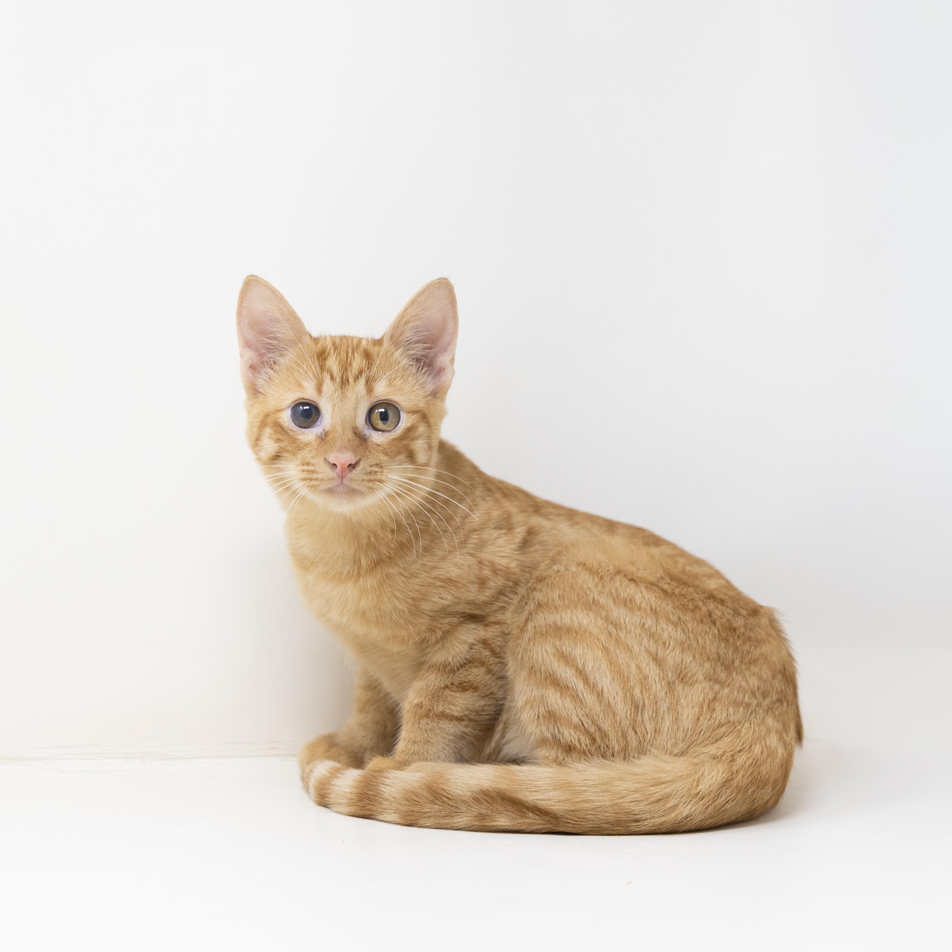 Spider, a Adoptable Tabby in Justin, TX image 2/5
