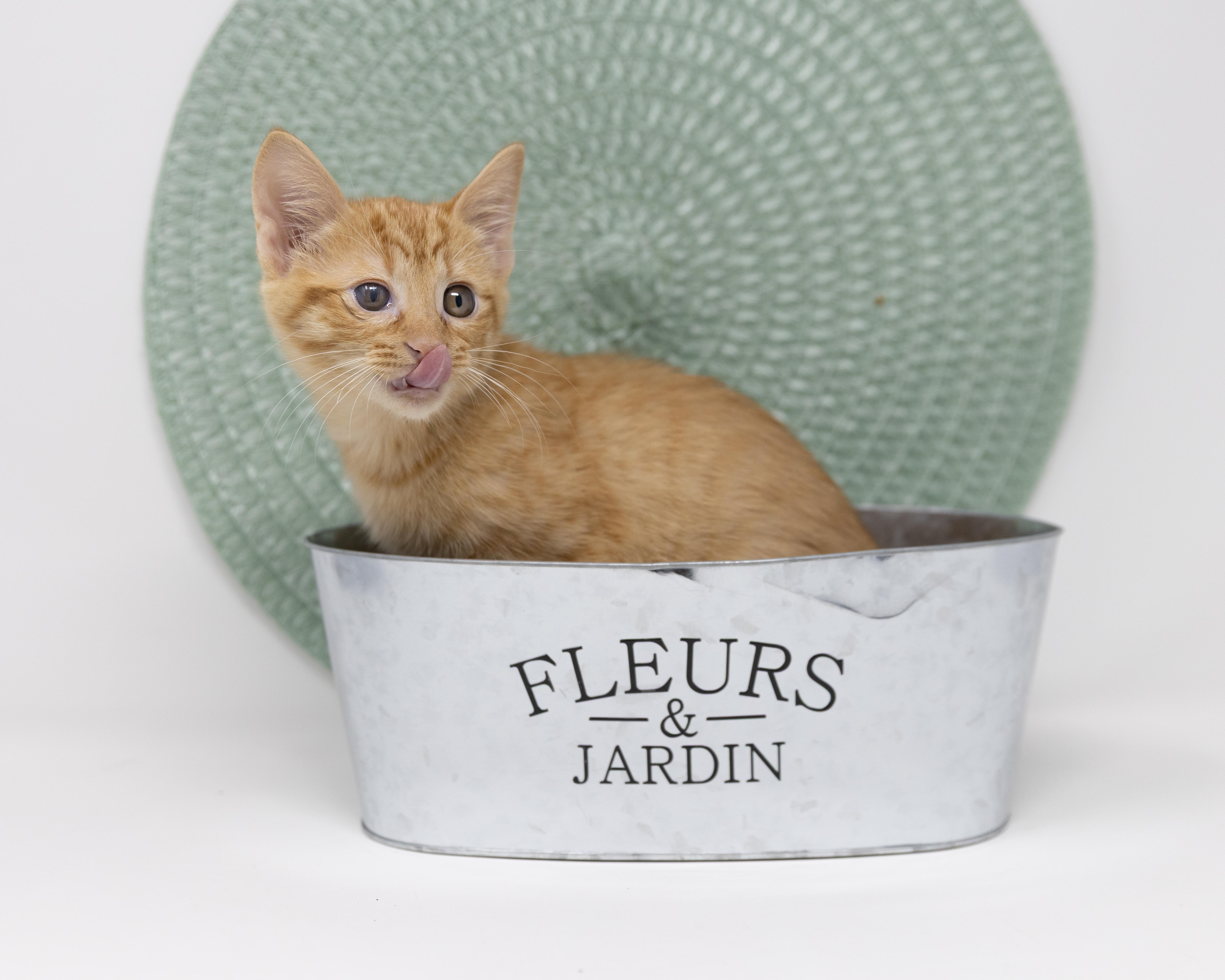 Enlarge Spider, a Adoptable Tabby in Justin, TX image 6/6