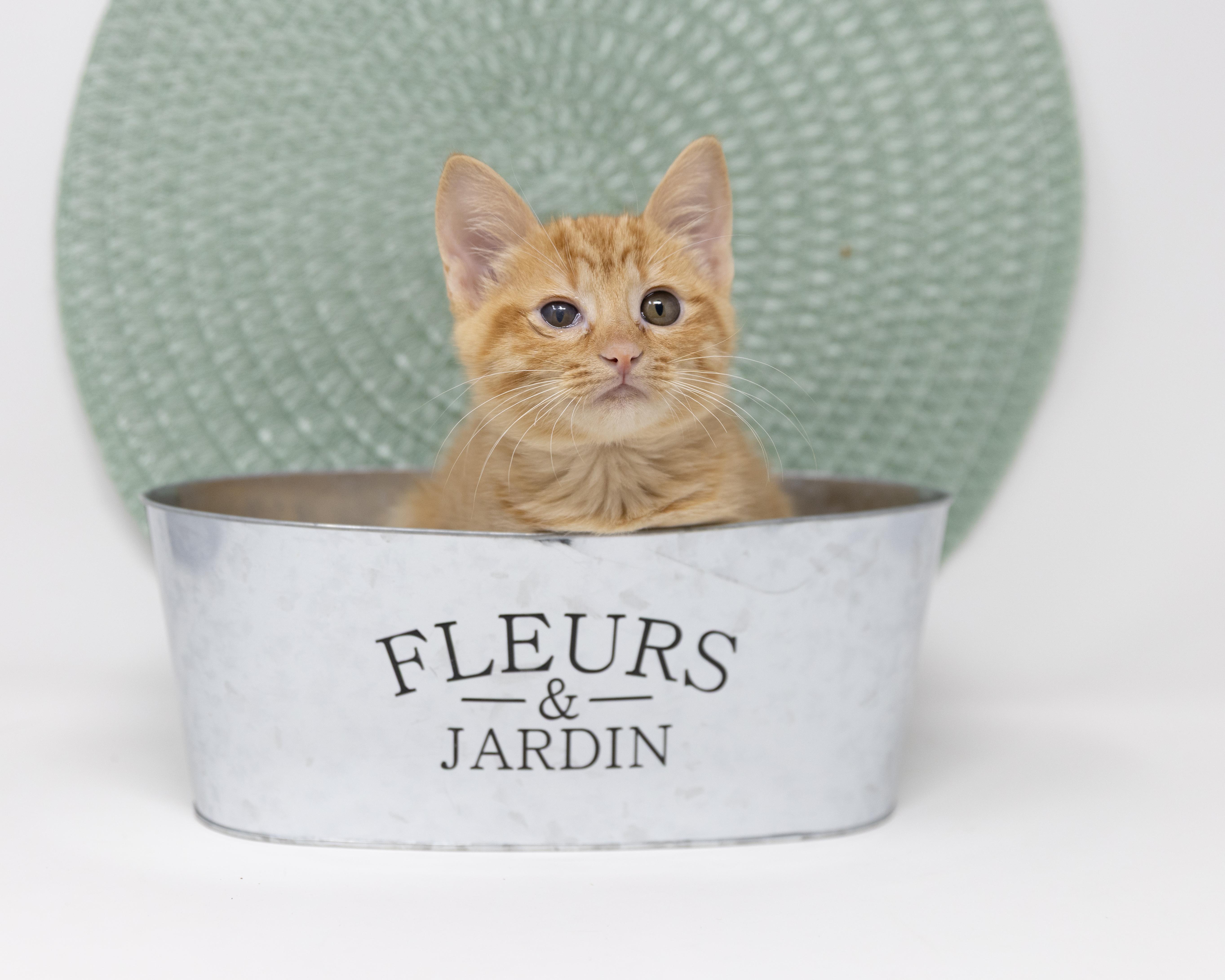 Enlarge Spider, a Adoptable Tabby in Justin, TX image 5/6