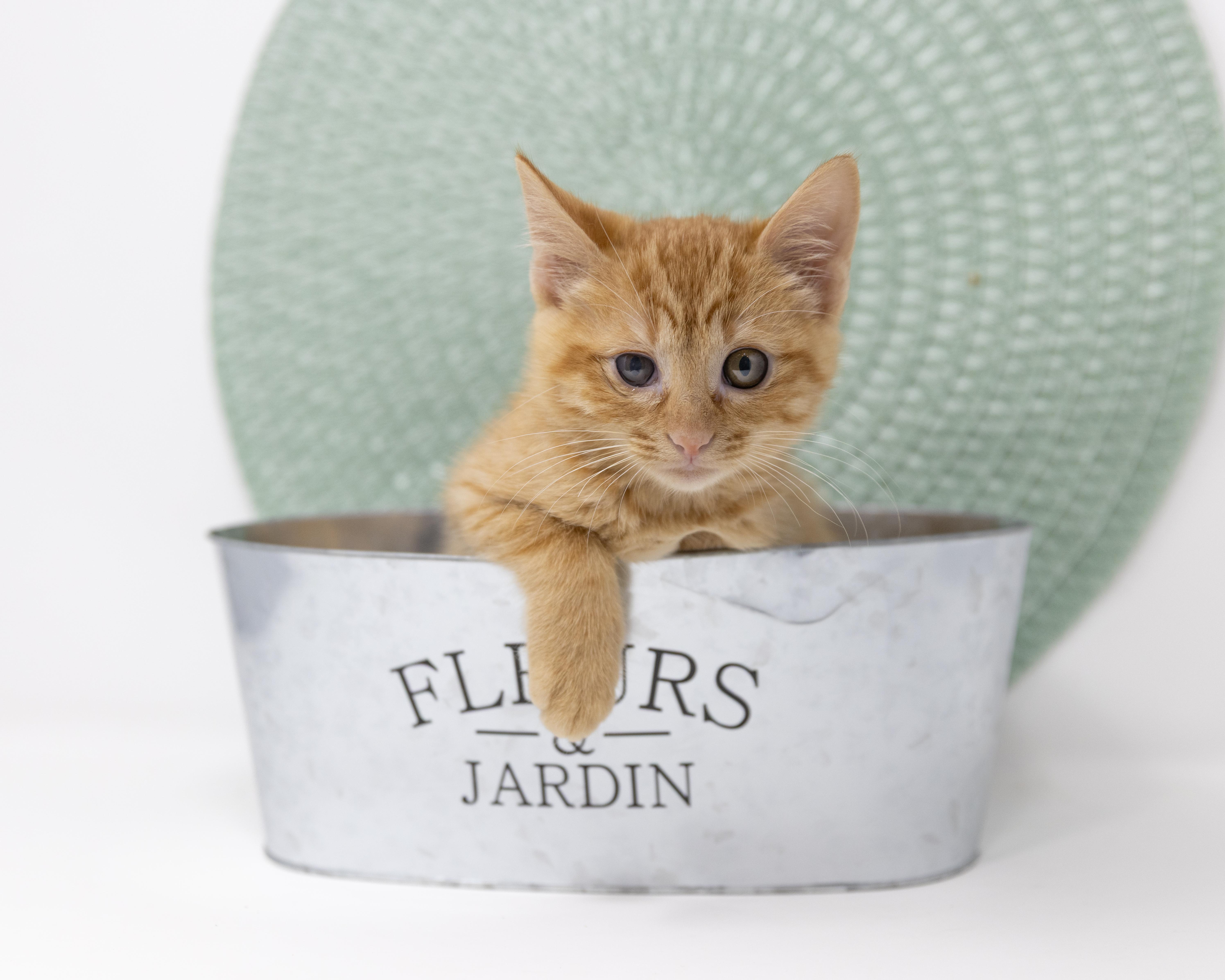 Enlarge Spider, a Adoptable Tabby in Justin, TX image 2/6
