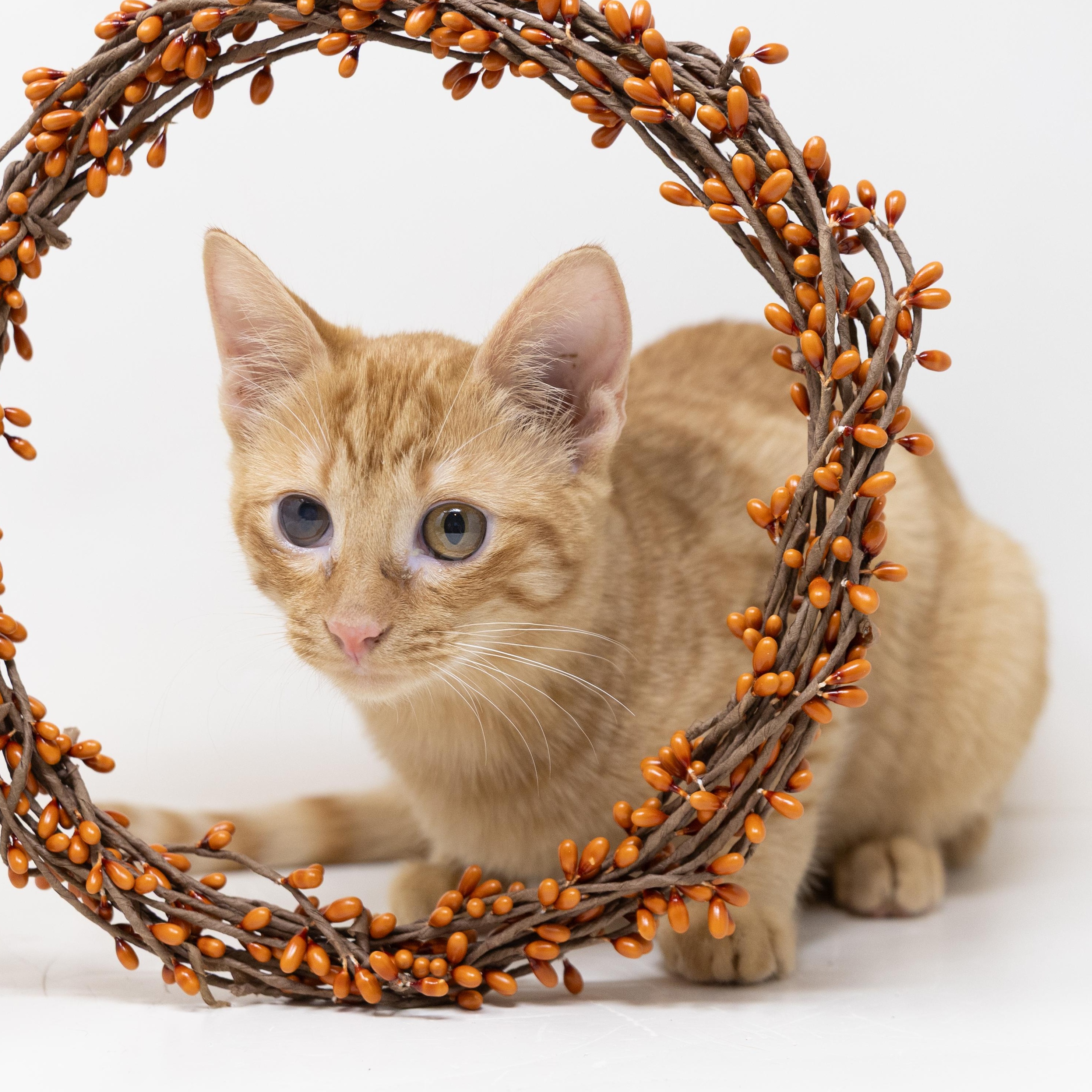 Spider, Adoptable, Kitten Female Tabby.