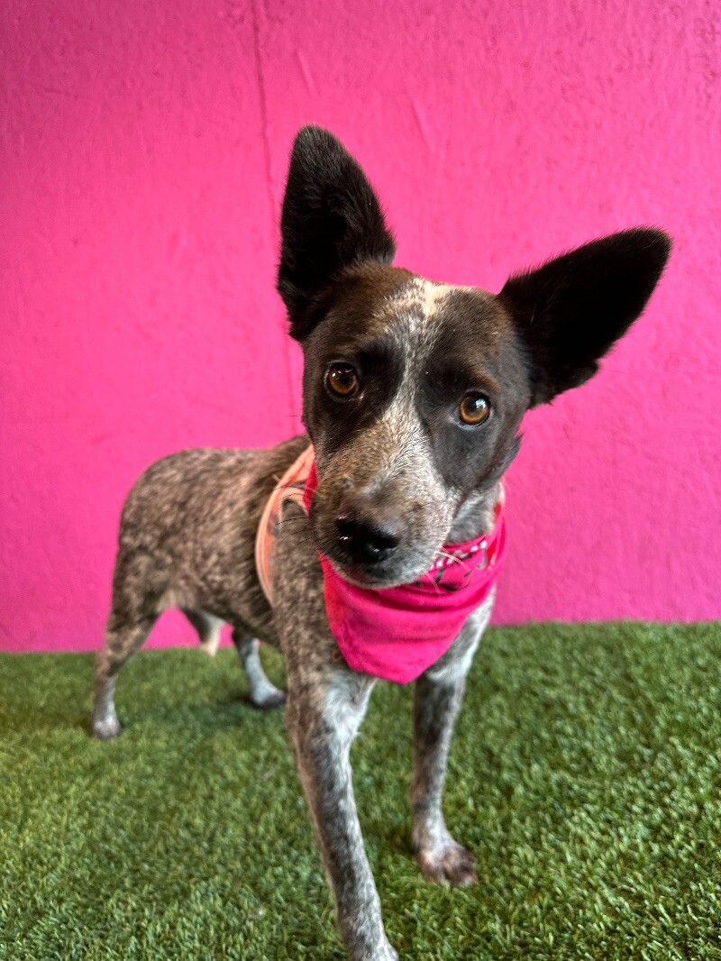 Dog for adoption Ali, an Australian Cattle Dog / Blue Heeler Mix in