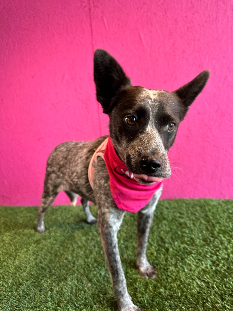 Dog for adoption Ali, an Australian Cattle Dog / Blue Heeler Mix in