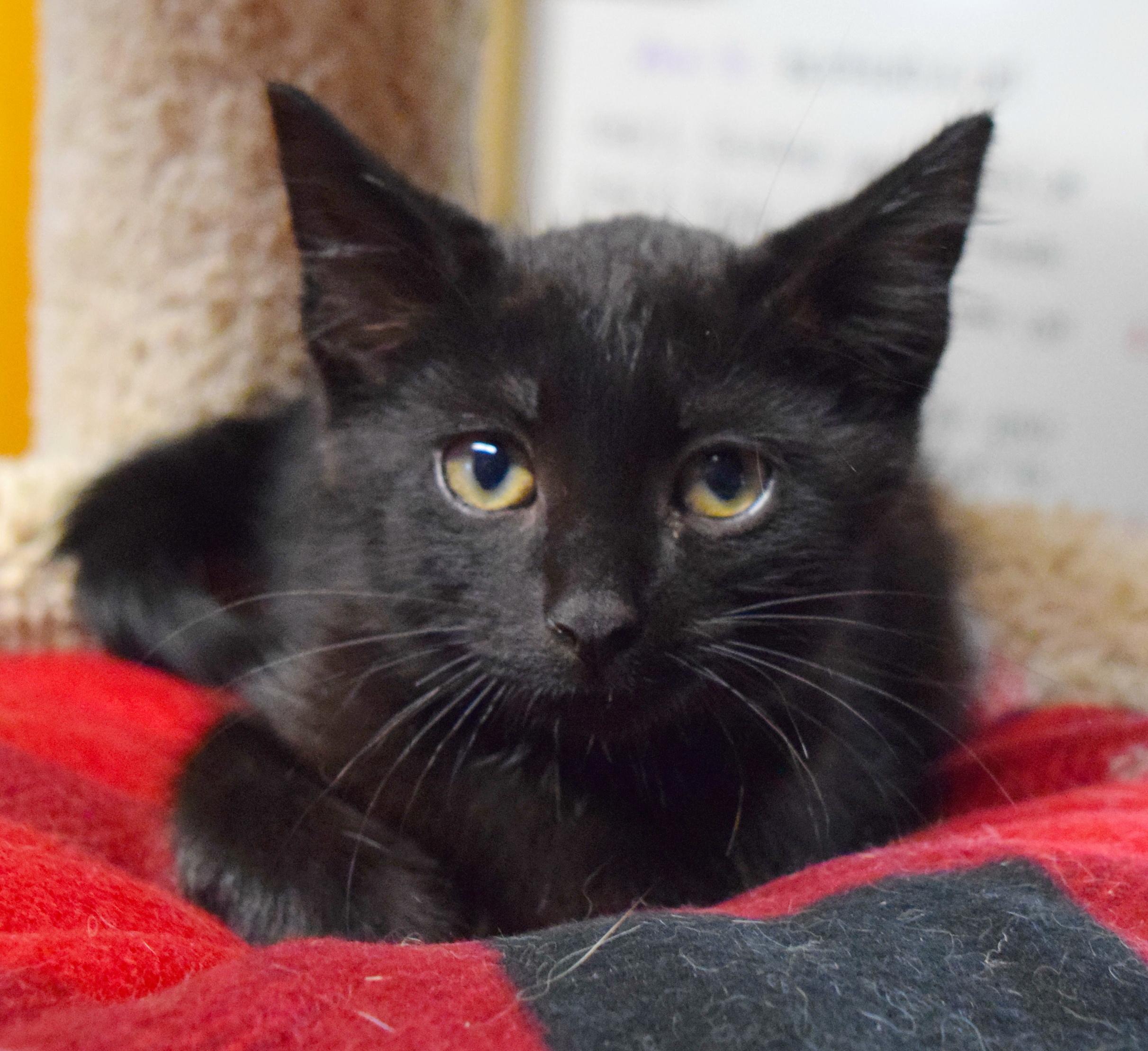 Jermaine, a ADOPTABLE mixed breed in Bulverde, TX image 4/6