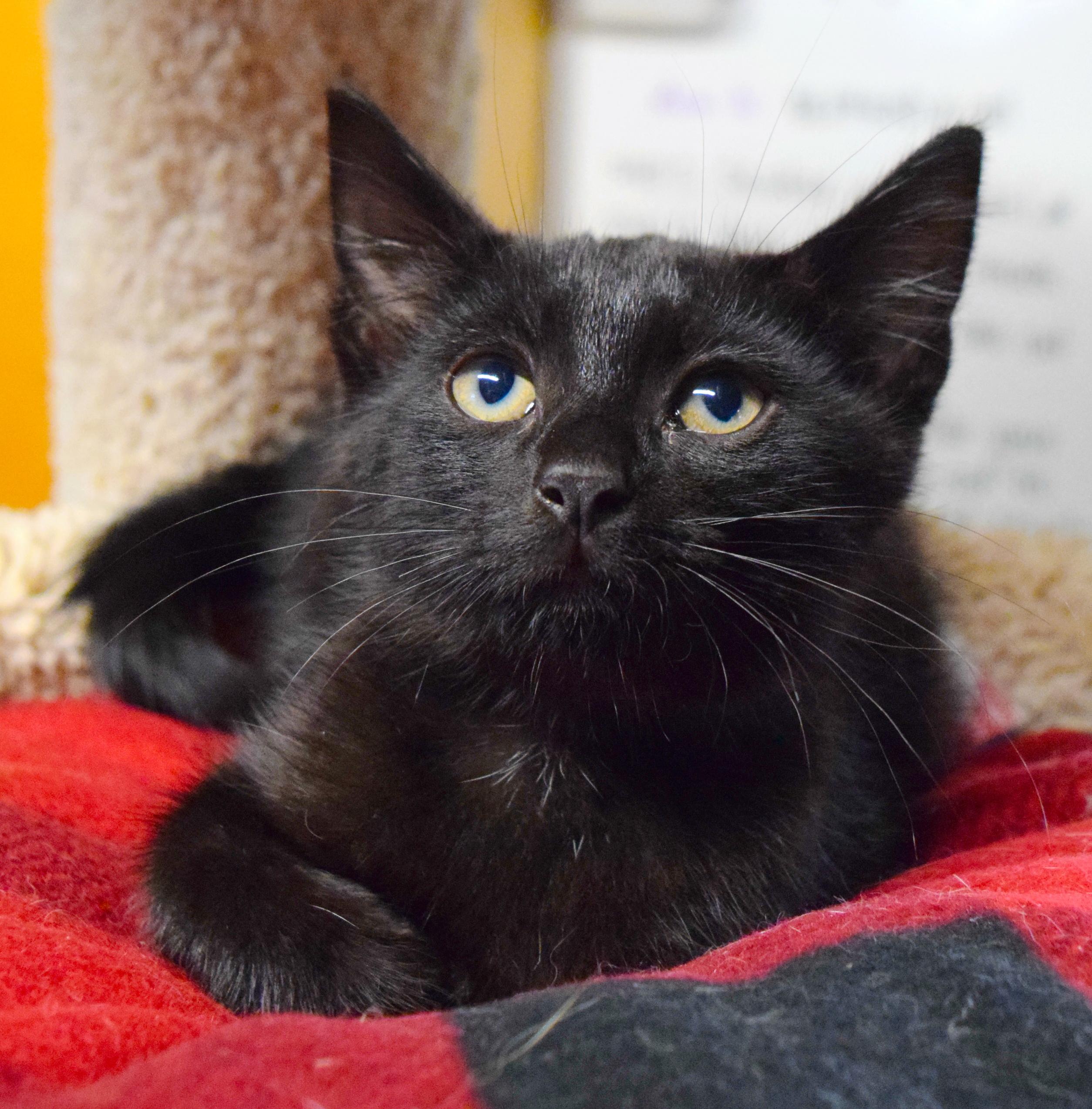 Jermaine, a ADOPTABLE mixed breed in Bulverde, TX image 2/6