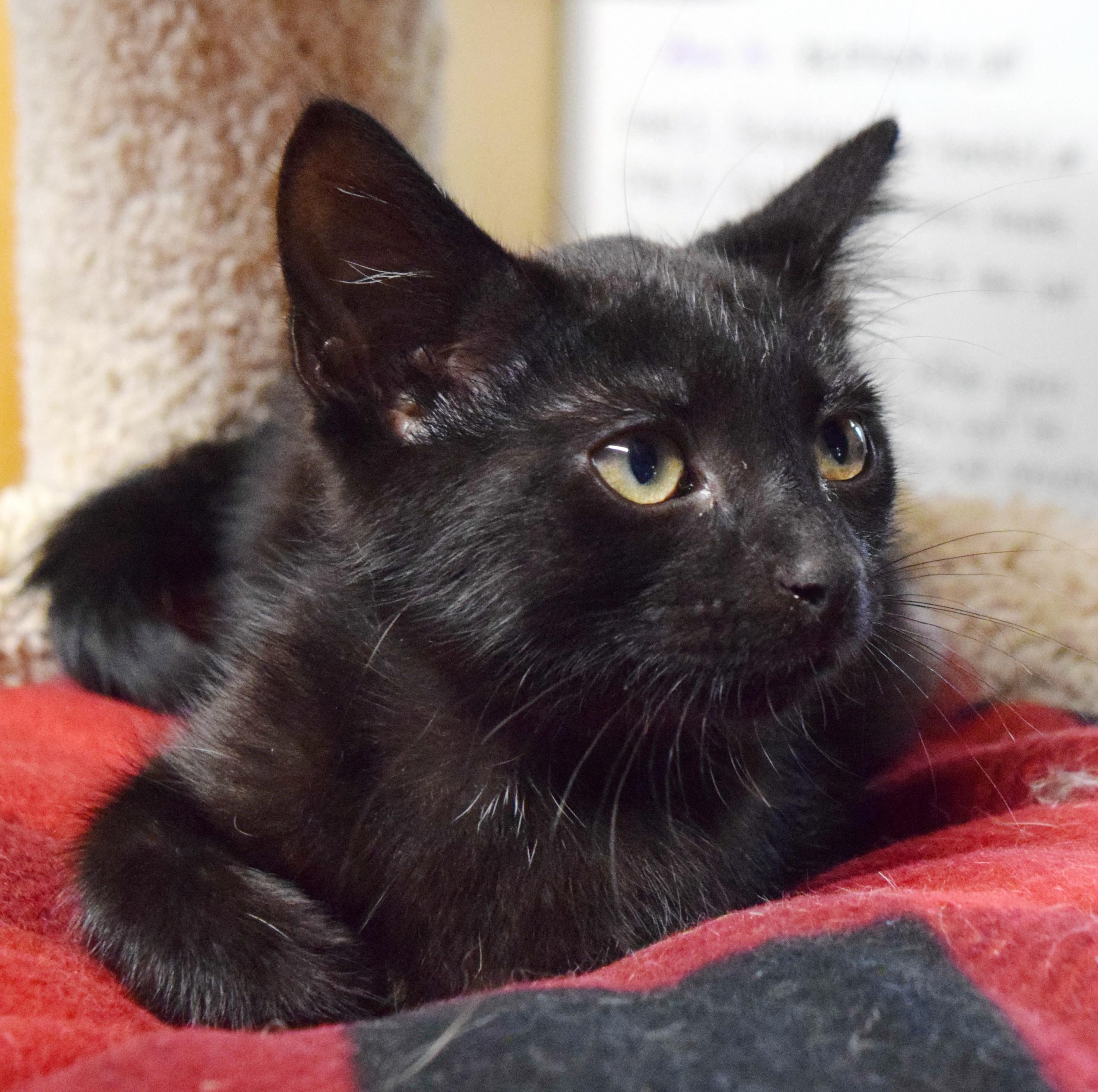Jermaine, a ADOPTABLE mixed breed in Bulverde, TX image 3/6